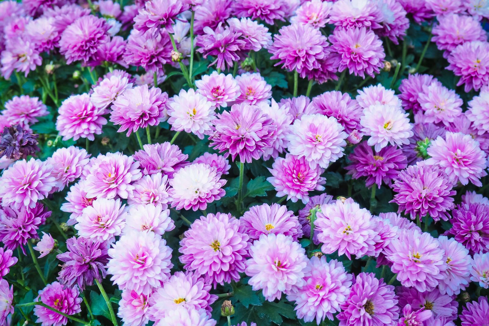 Olympus OM-D E-M10 sample photo. Flowers, chrysanthemum, plant photography