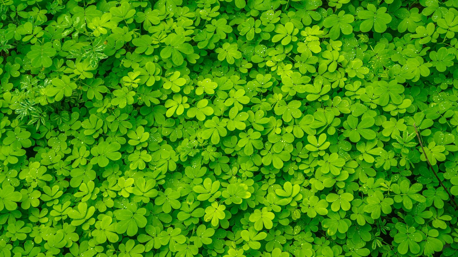 Sony Alpha NEX-5N sample photo. Plants, leaf, nature photography
