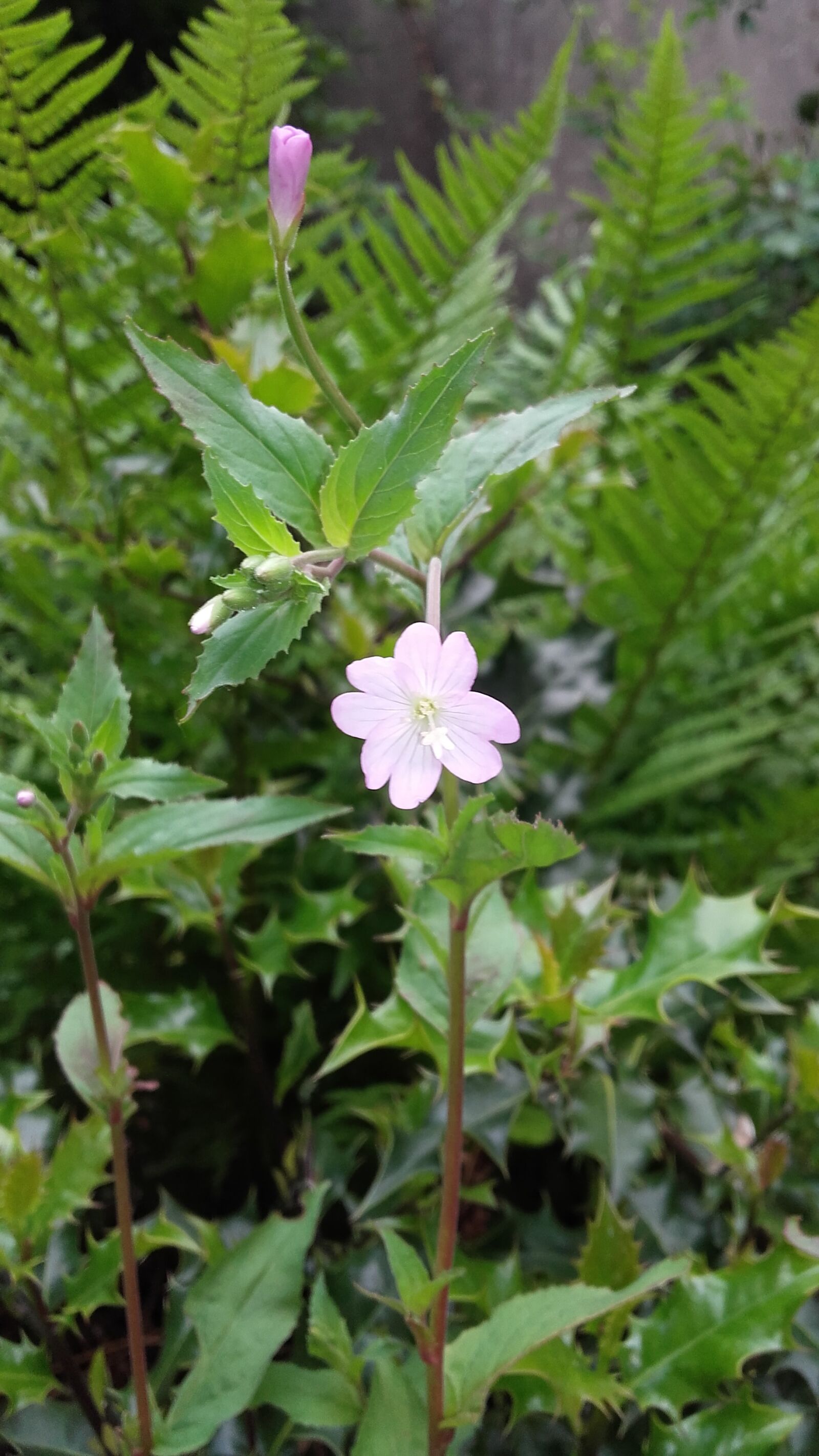 Samsung Galaxy Grand Prime sample photo. Blume, unkraut, essbar photography
