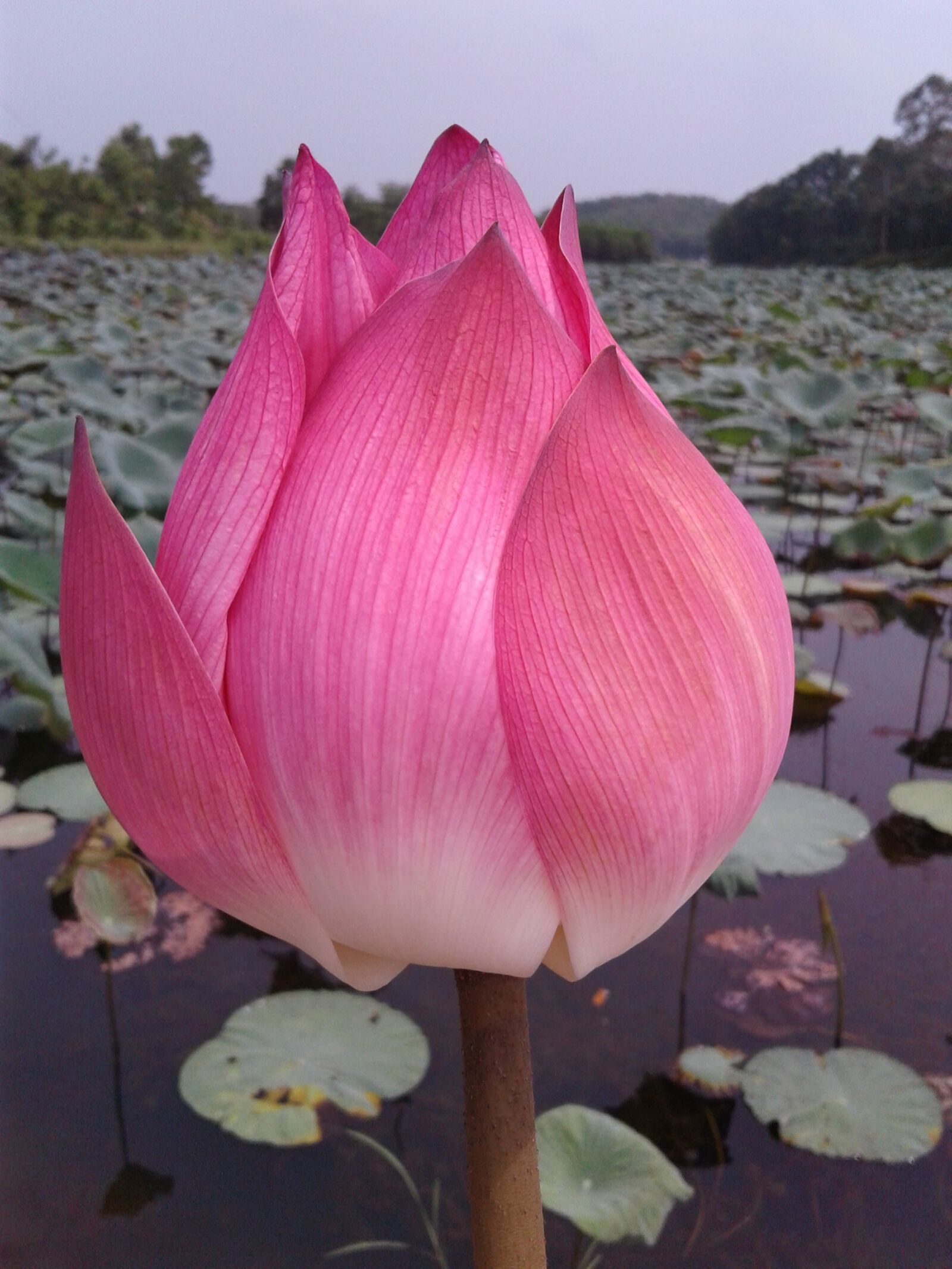 Samsung Galaxy J2 sample photo. Flower, lotus flowers, nice photography