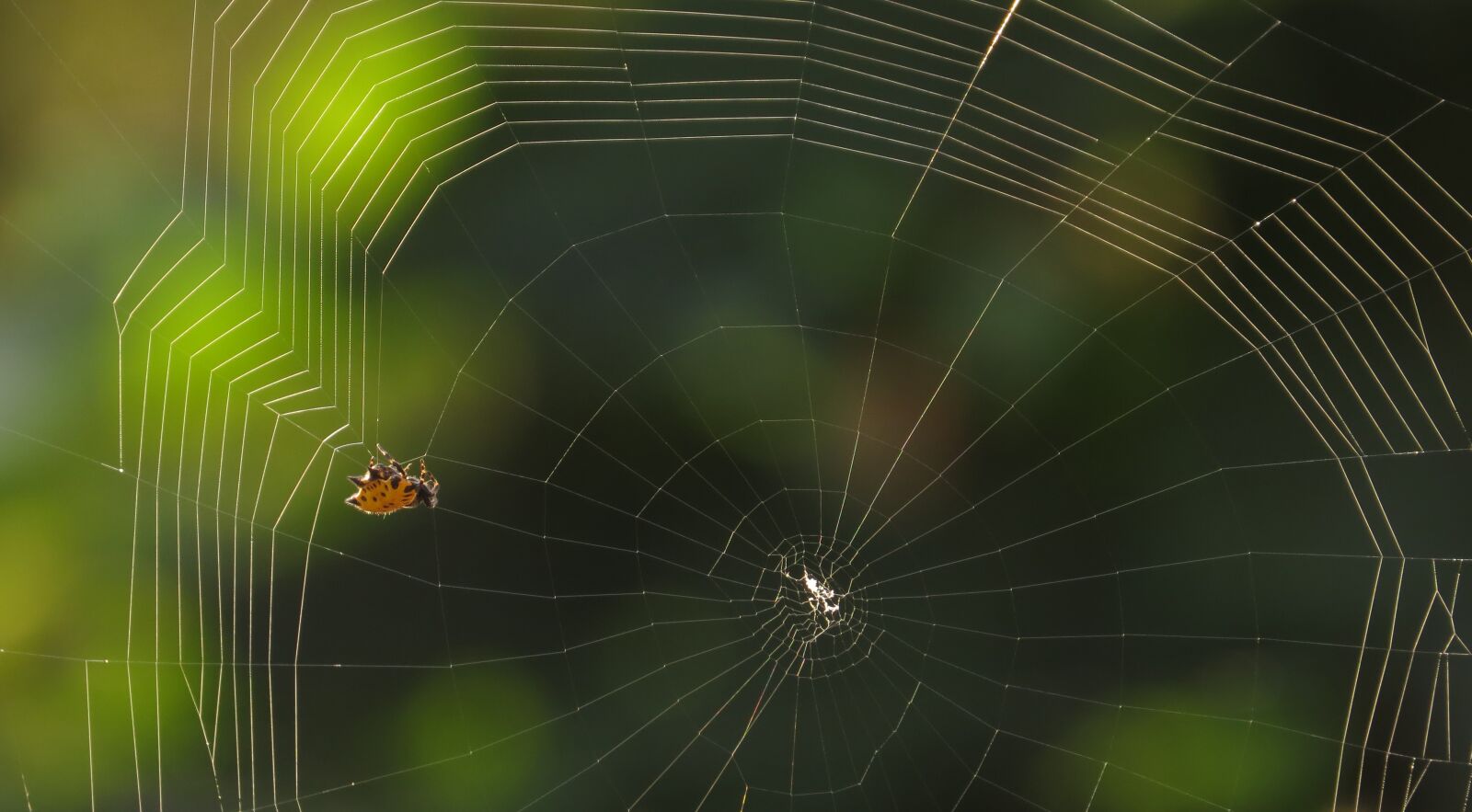 Canon PowerShot SX50 HS sample photo. Spider, web, arachnid photography