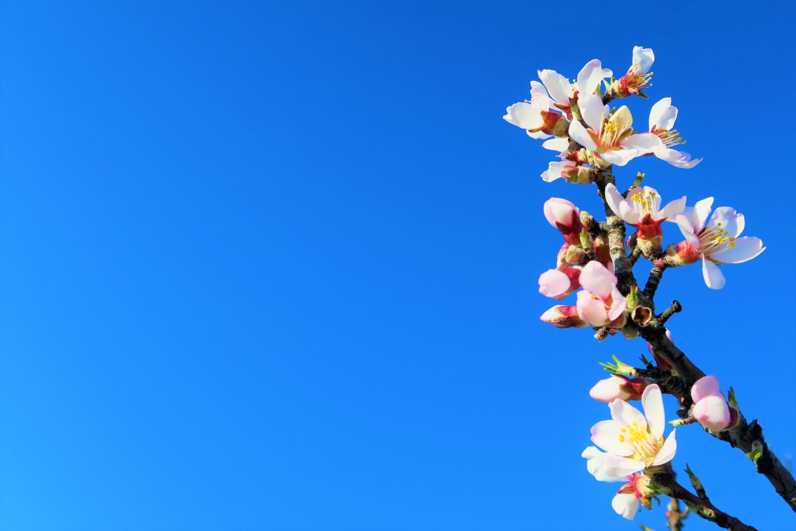 Canon PowerShot G7 X sample photo. Flower, spring, nature photography