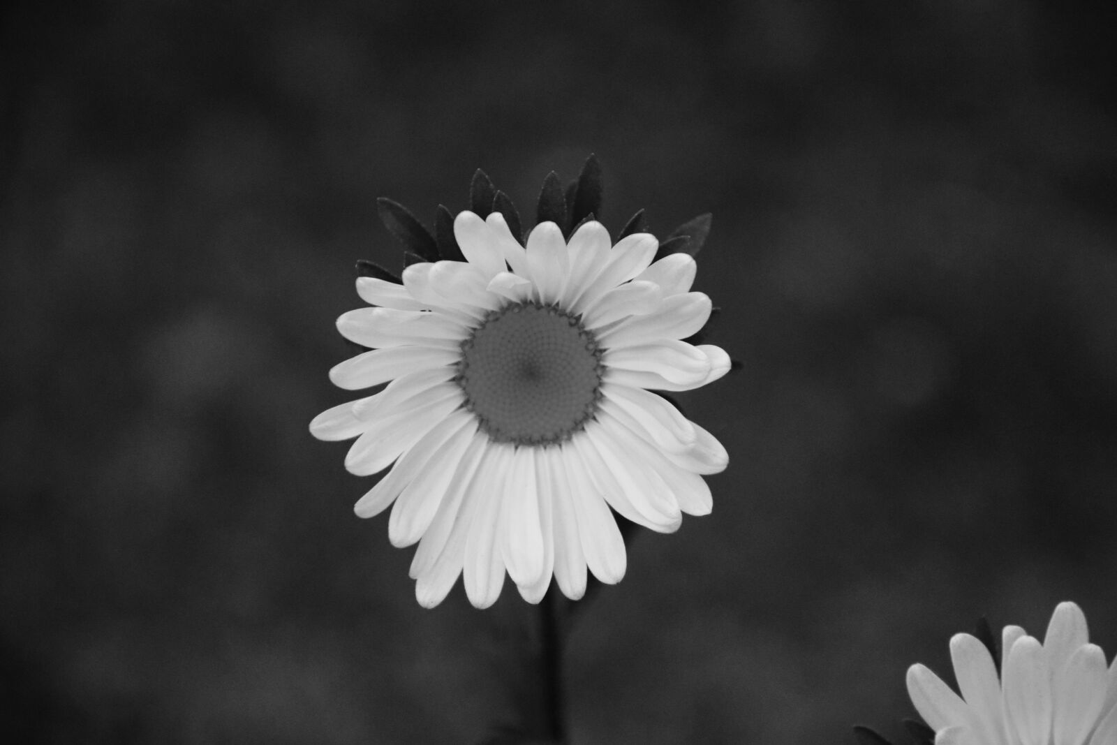Nikon D5200 sample photo. Flower, photo black white photography