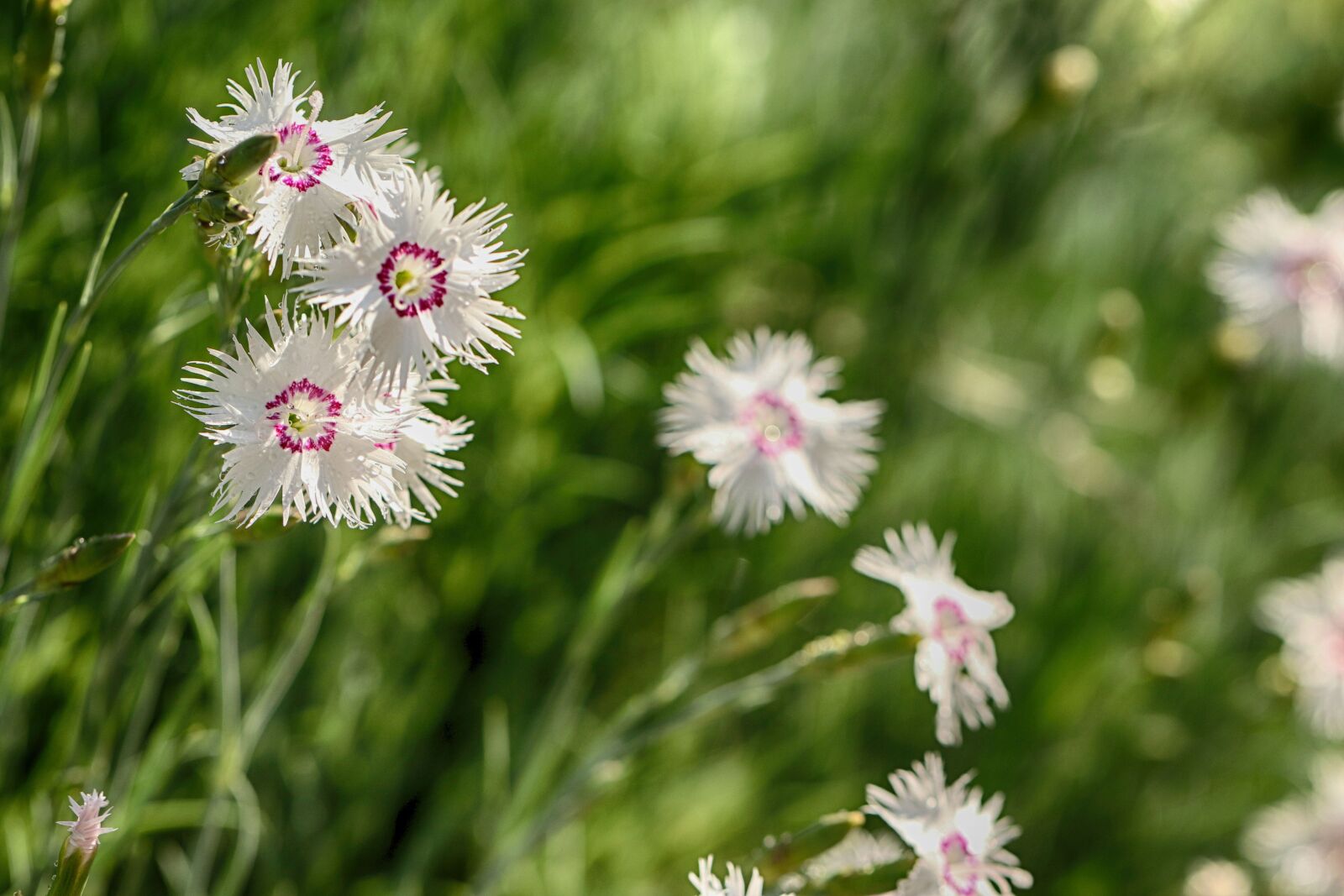 Canon EOS 7D Mark II sample photo. Flower, garden flower, floral photography