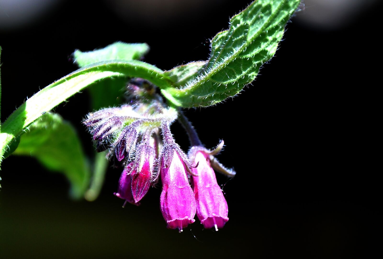 Nikon D90 sample photo. Comfrey, spring, nature photography