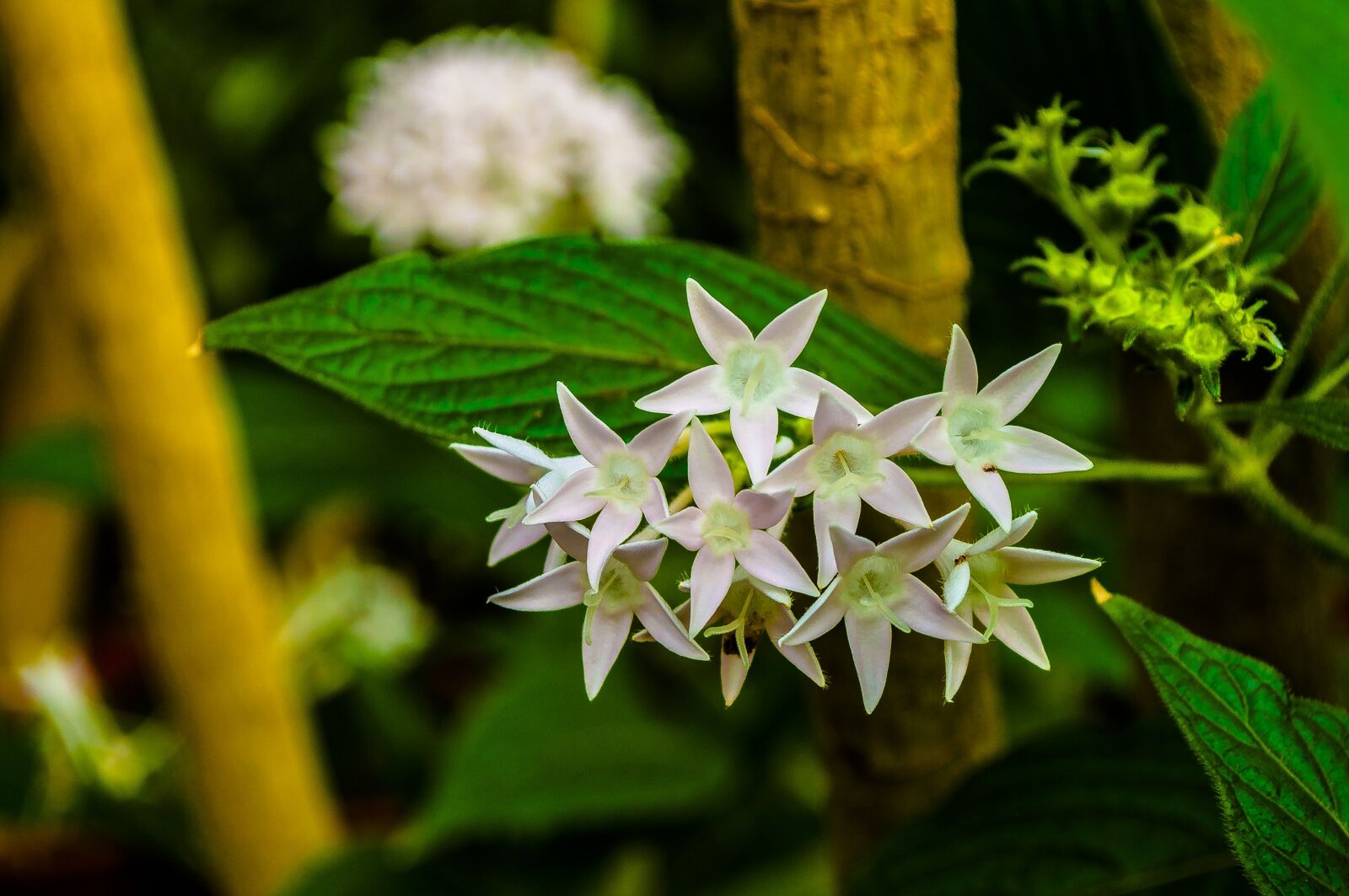 Nikon D5000 sample photo. White star, flowers, greens photography