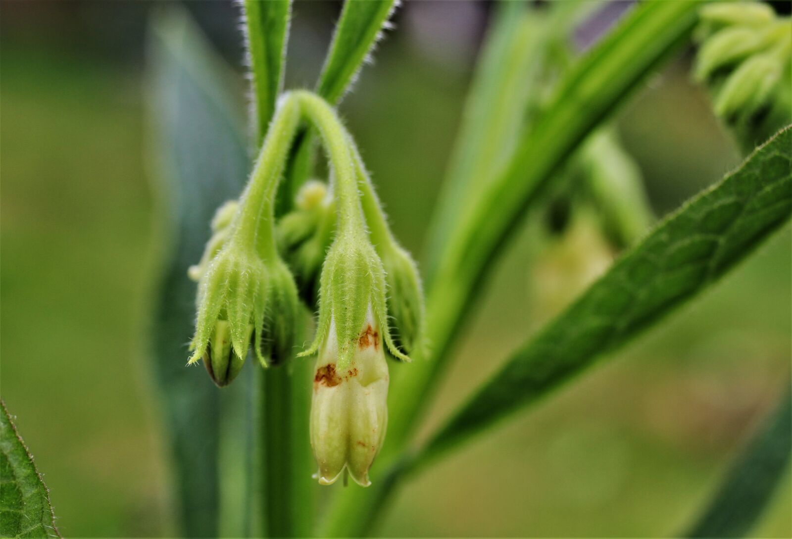 Canon EF-S 35mm F2.8 Macro IS STM sample photo. True comfrey, comfrey, common photography