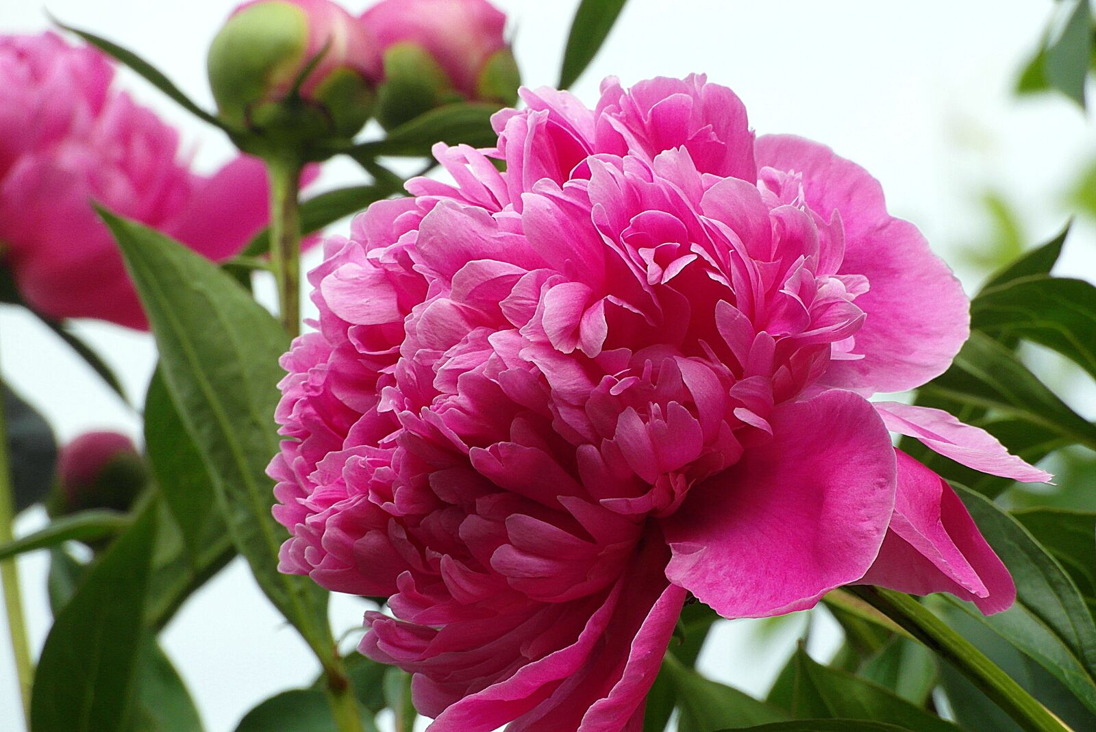 Samsung WB750 sample photo. Peony pink, peony, flower photography