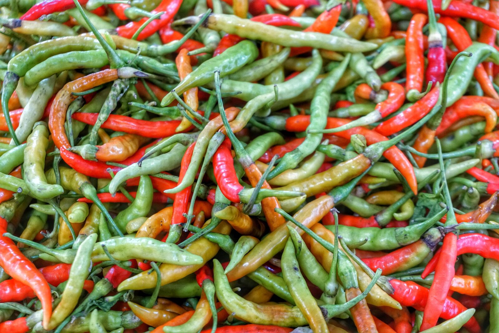 Sony a6300 sample photo. Green, red, chilli photography