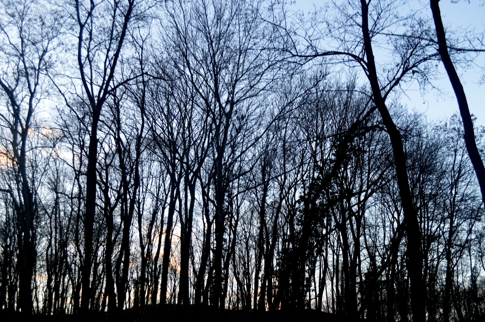 Nikon D3200 sample photo. Forest, winter, nature photography