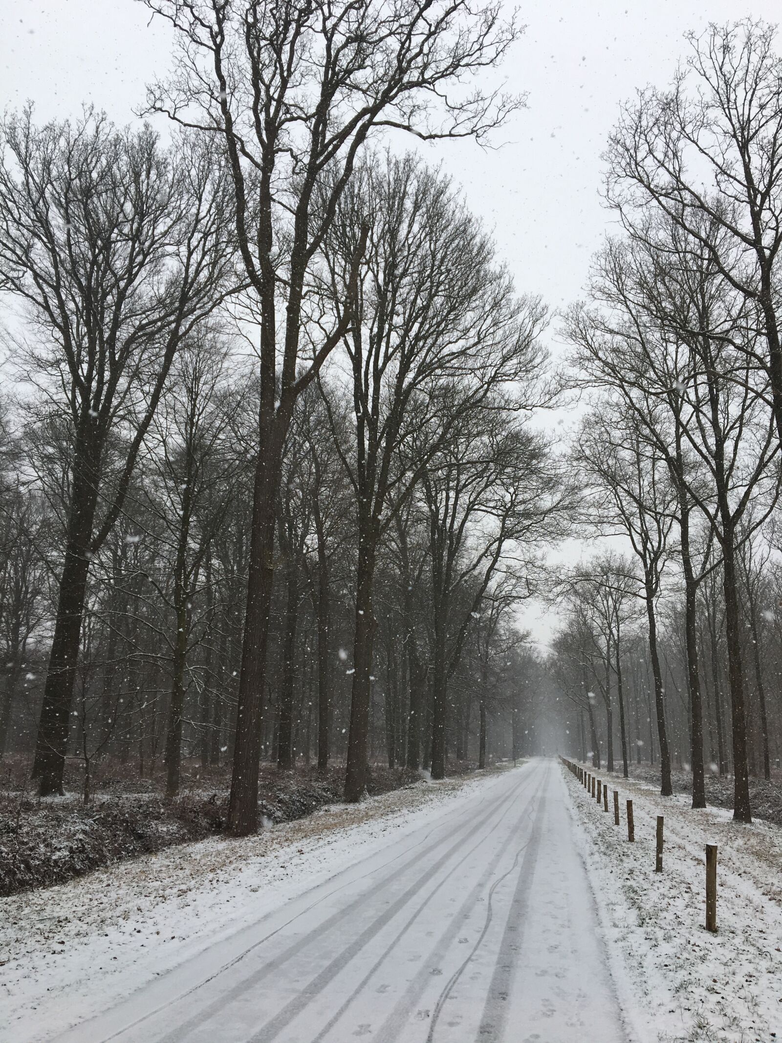Apple iPhone 6s sample photo. Winter, forest, trees photography