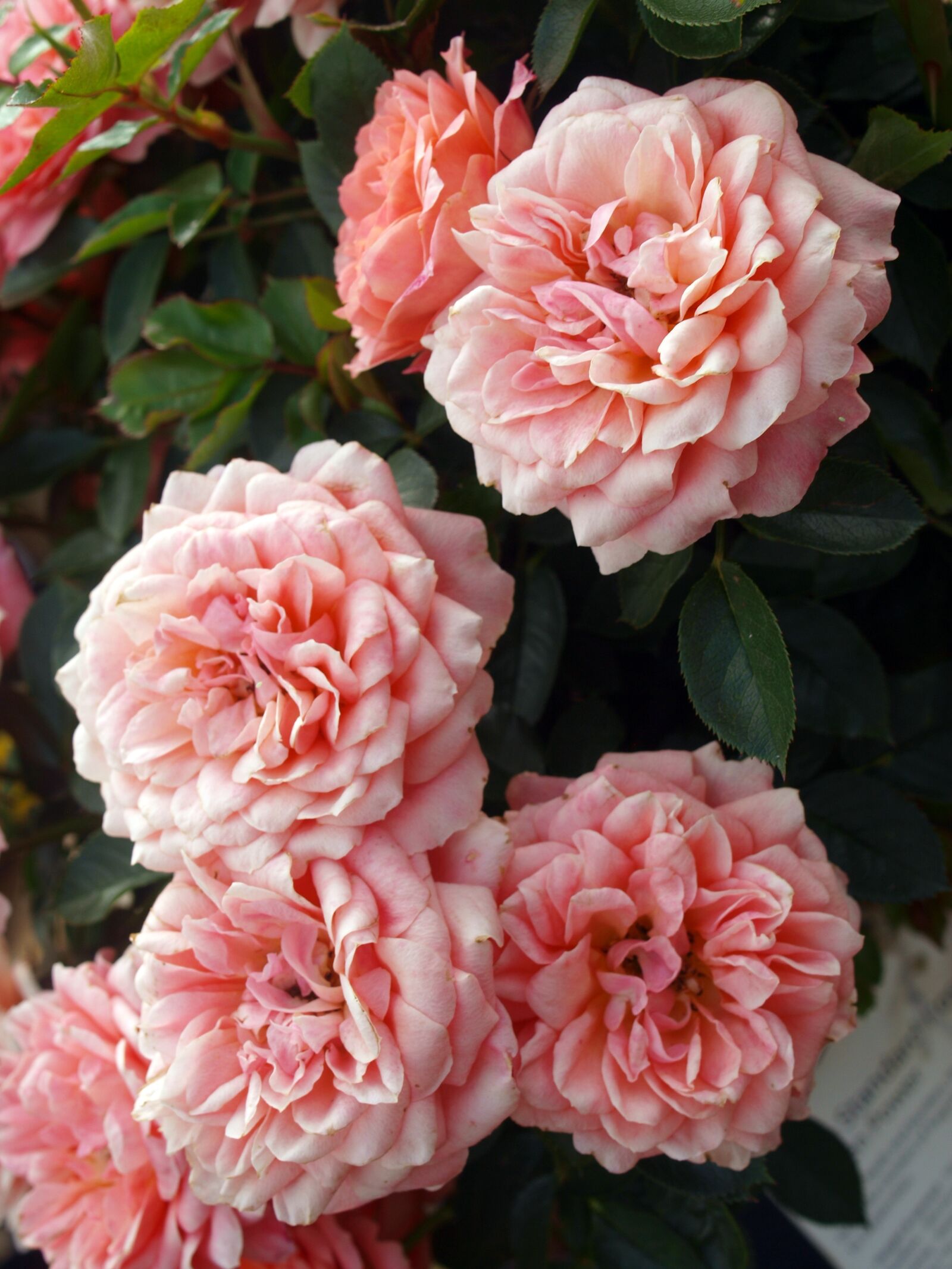 Olympus E-520 (EVOLT E-520) sample photo. Flower, rose, flora photography