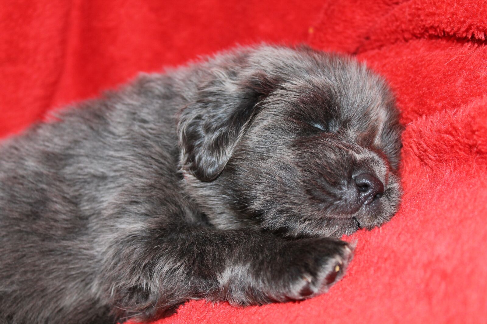 Canon EOS 1100D (EOS Rebel T3 / EOS Kiss X50) sample photo. Puppy, tibetan mastiff, tibetan photography