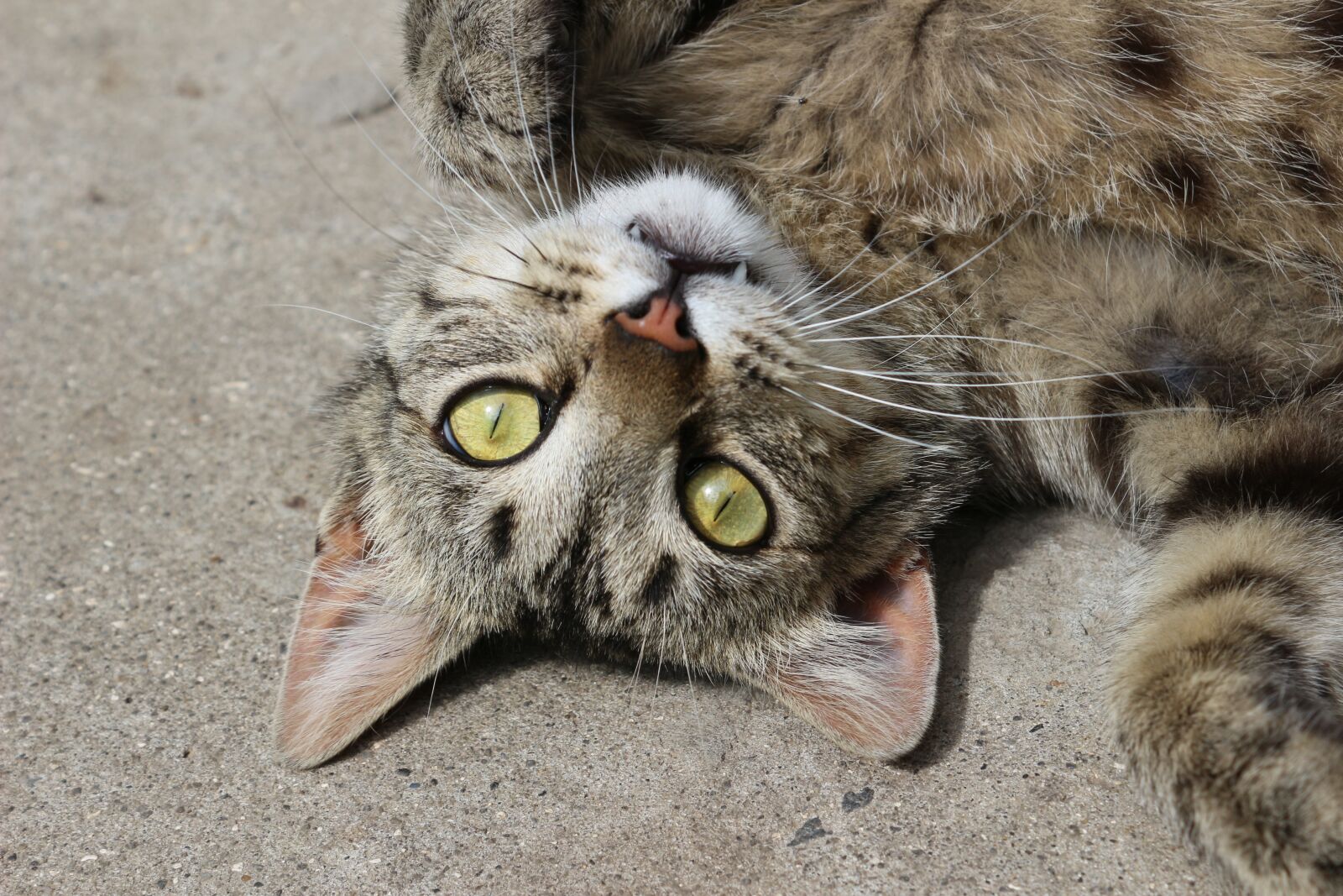 Canon EOS 100D (EOS Rebel SL1 / EOS Kiss X7) sample photo. Cat, eyes, animal photography
