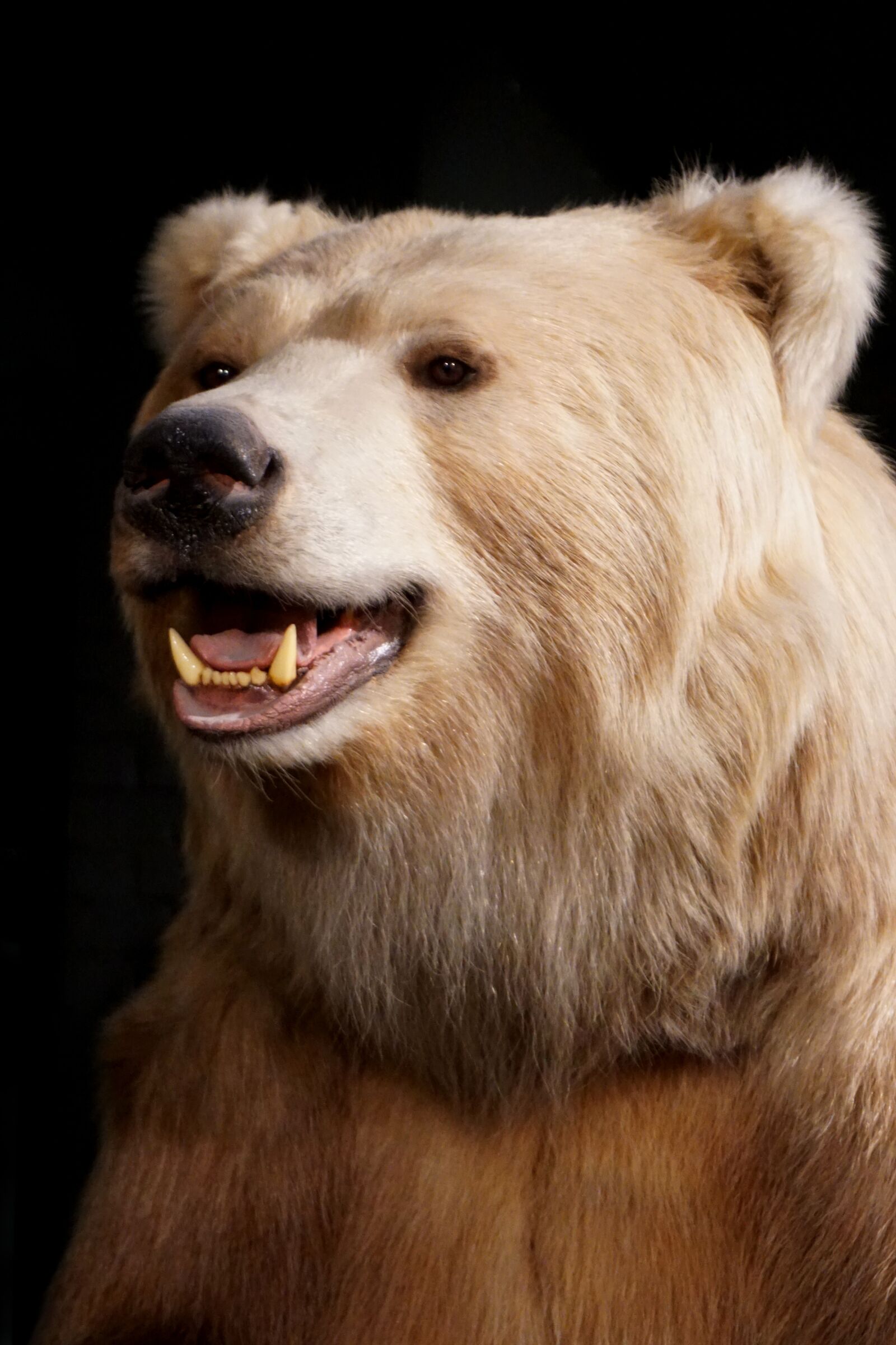 Sony a6300 sample photo. Bear, close up, animal photography