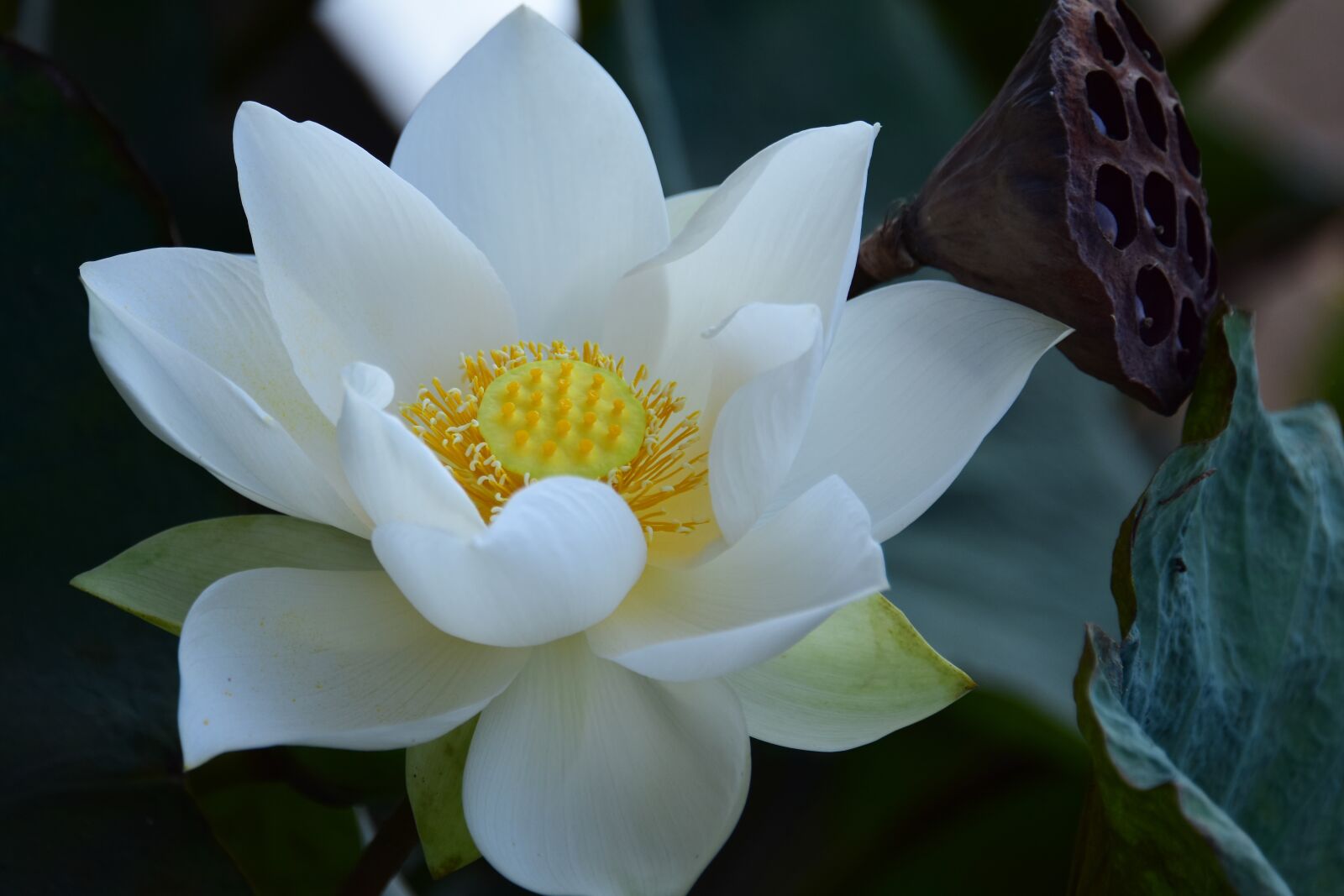 Nikon D7200 sample photo. White, lotus, flower photography