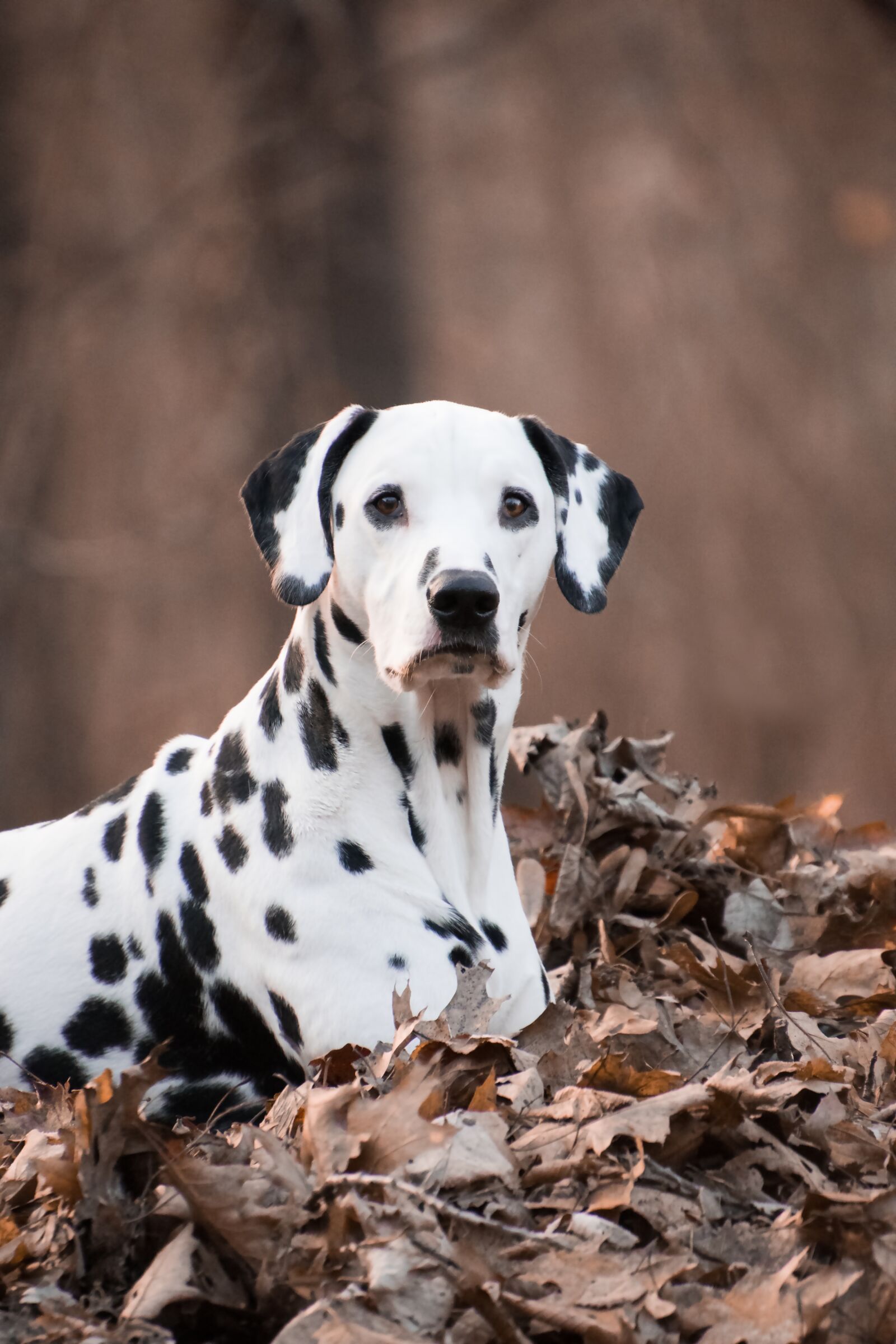 Nikon D3300 sample photo. Dalmatians, dog, animal photography