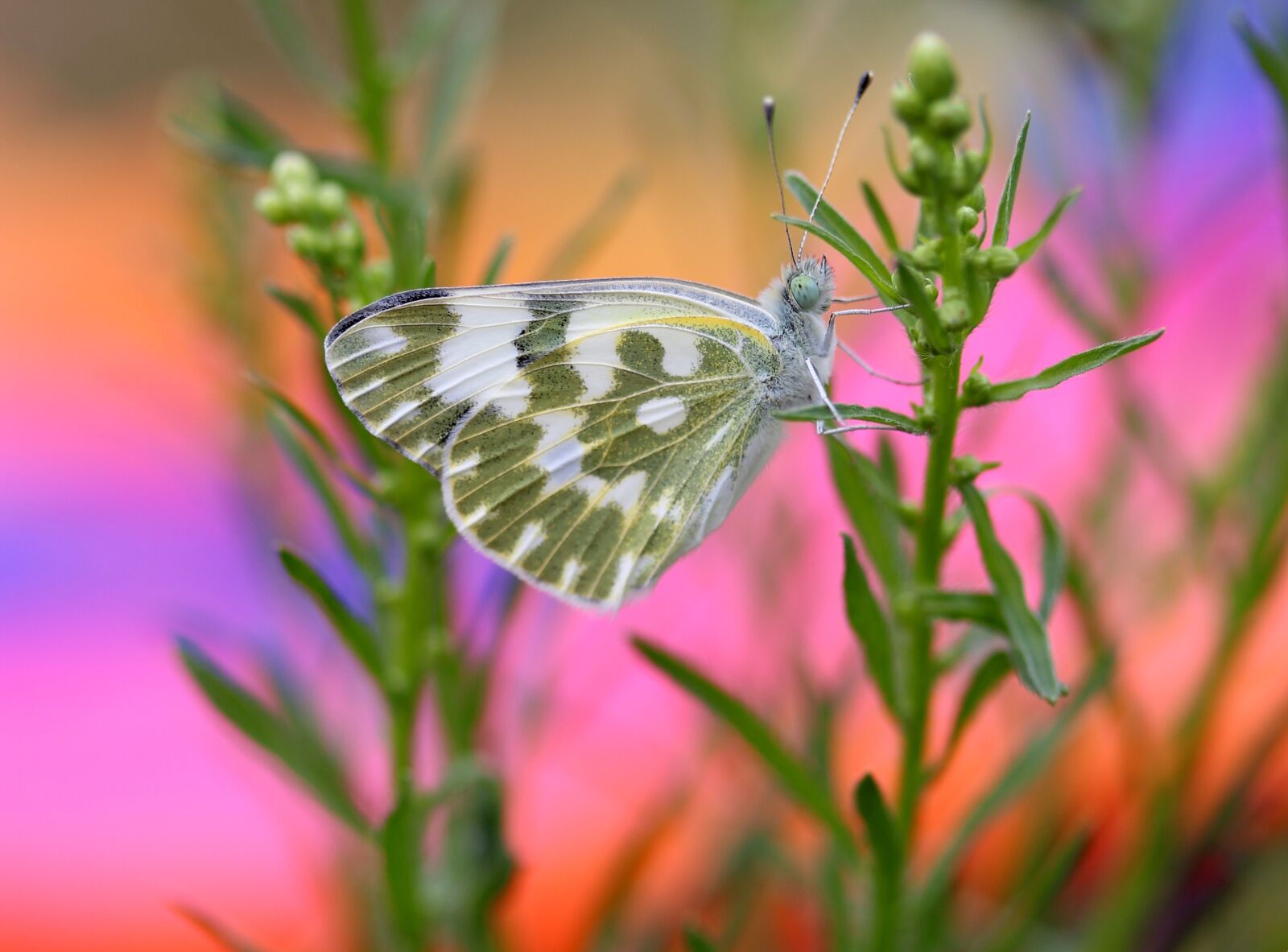 Canon EF-S 60mm F2.8 Macro USM sample photo. Butterfly, white, green photography