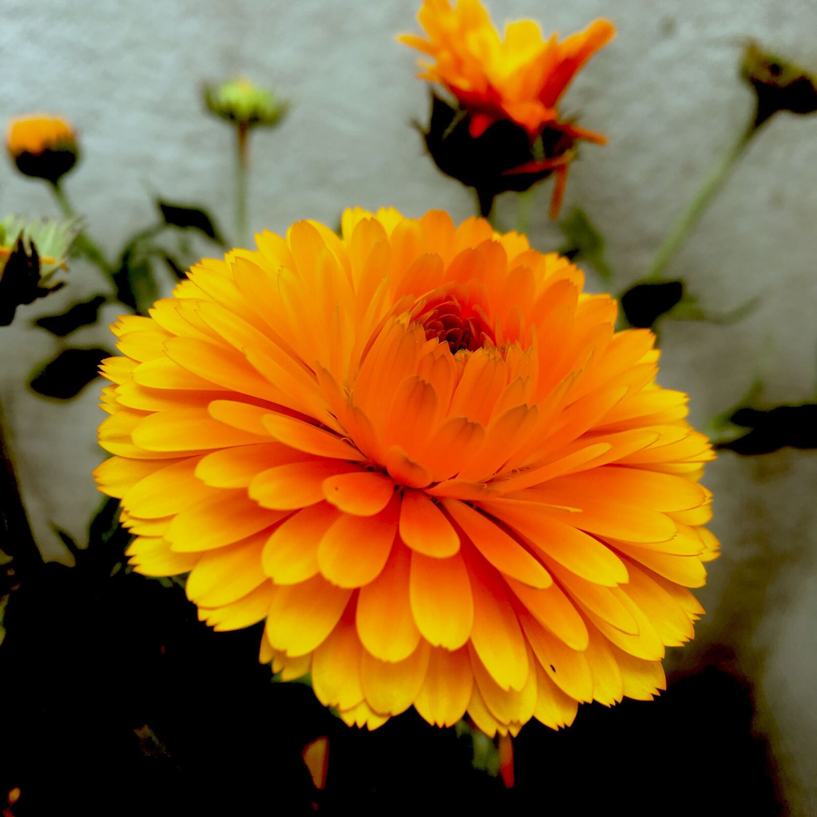 Apple iPhone 6s sample photo. Marigold, flower, yellow photography