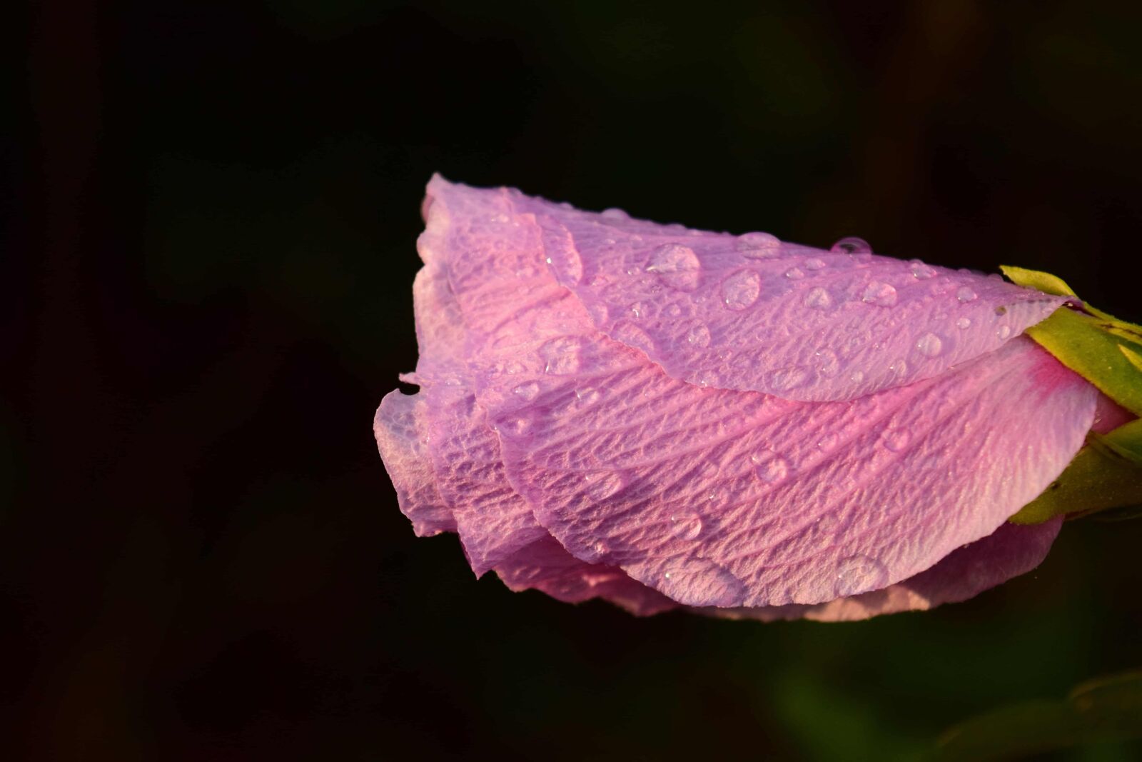 Nikon D3300 sample photo. Dew, raindrop, nature, flower photography
