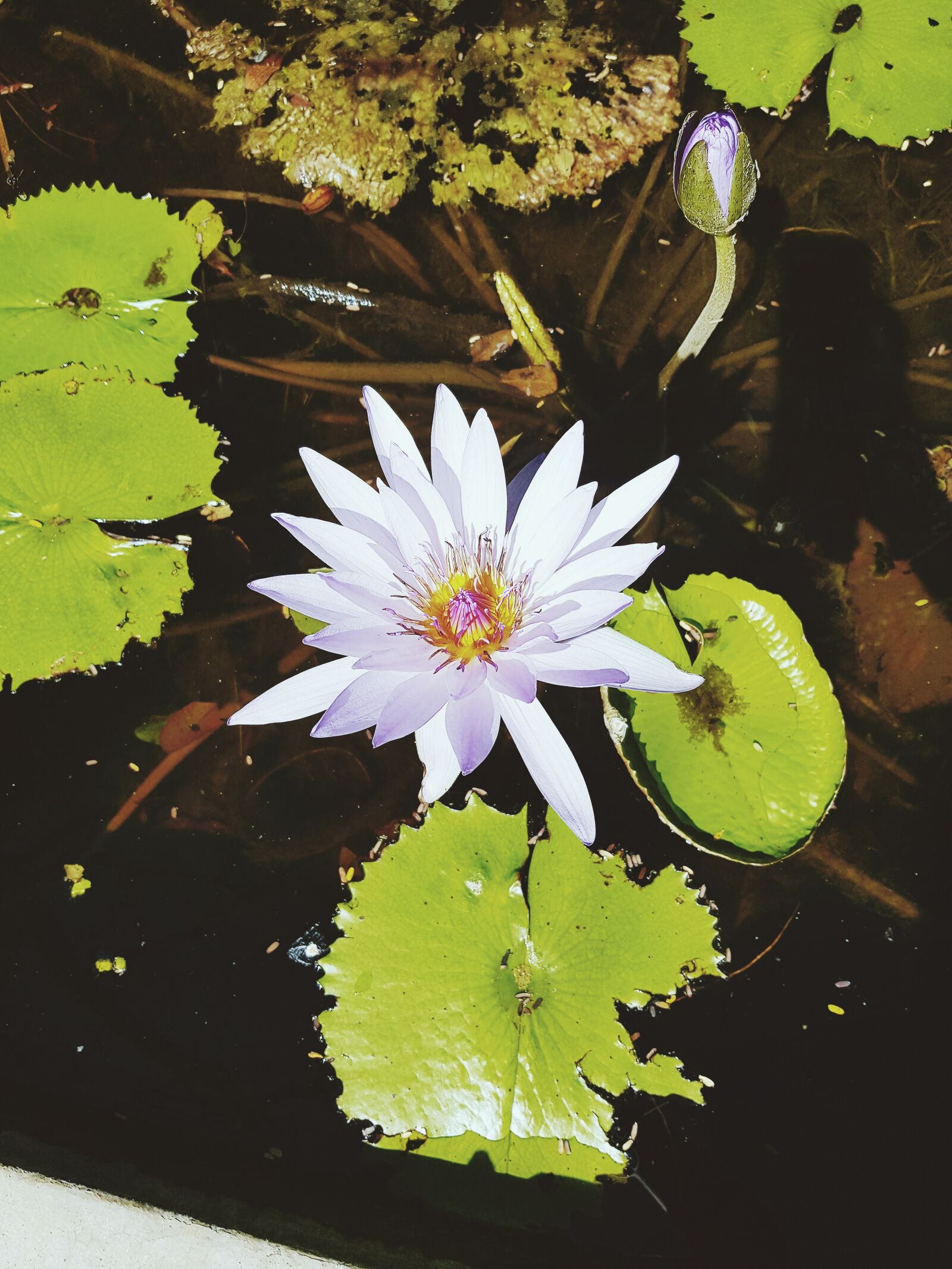 Samsung Galaxy S8+ sample photo. Underground, river, tulum photography
