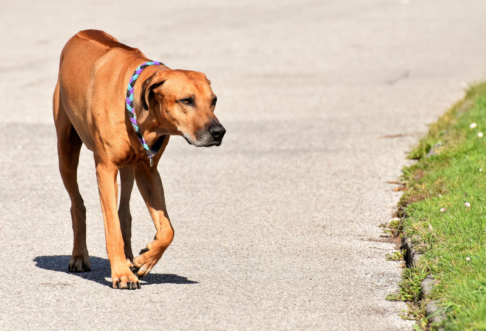Nikon D7200 sample photo. Dog, pet, ridgeback photography