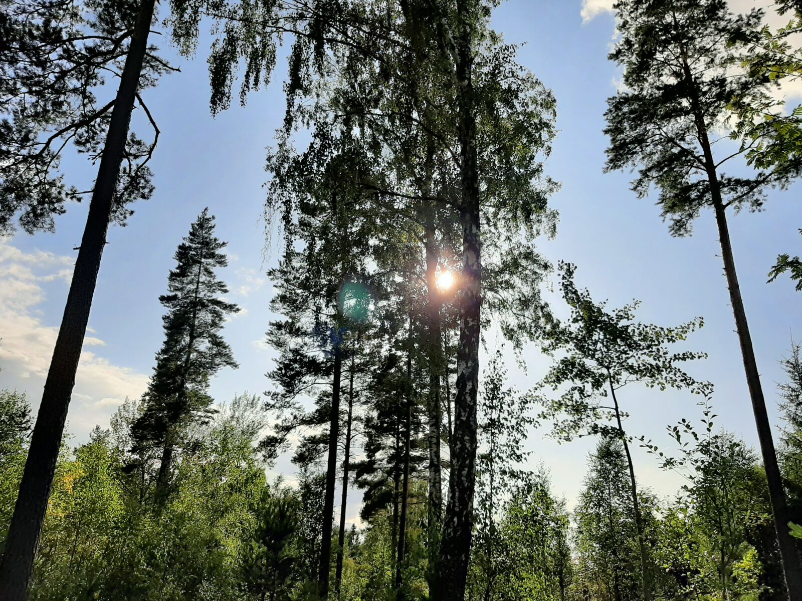 Samsung Galaxy A50 sample photo. Schweden, natur, nature photography