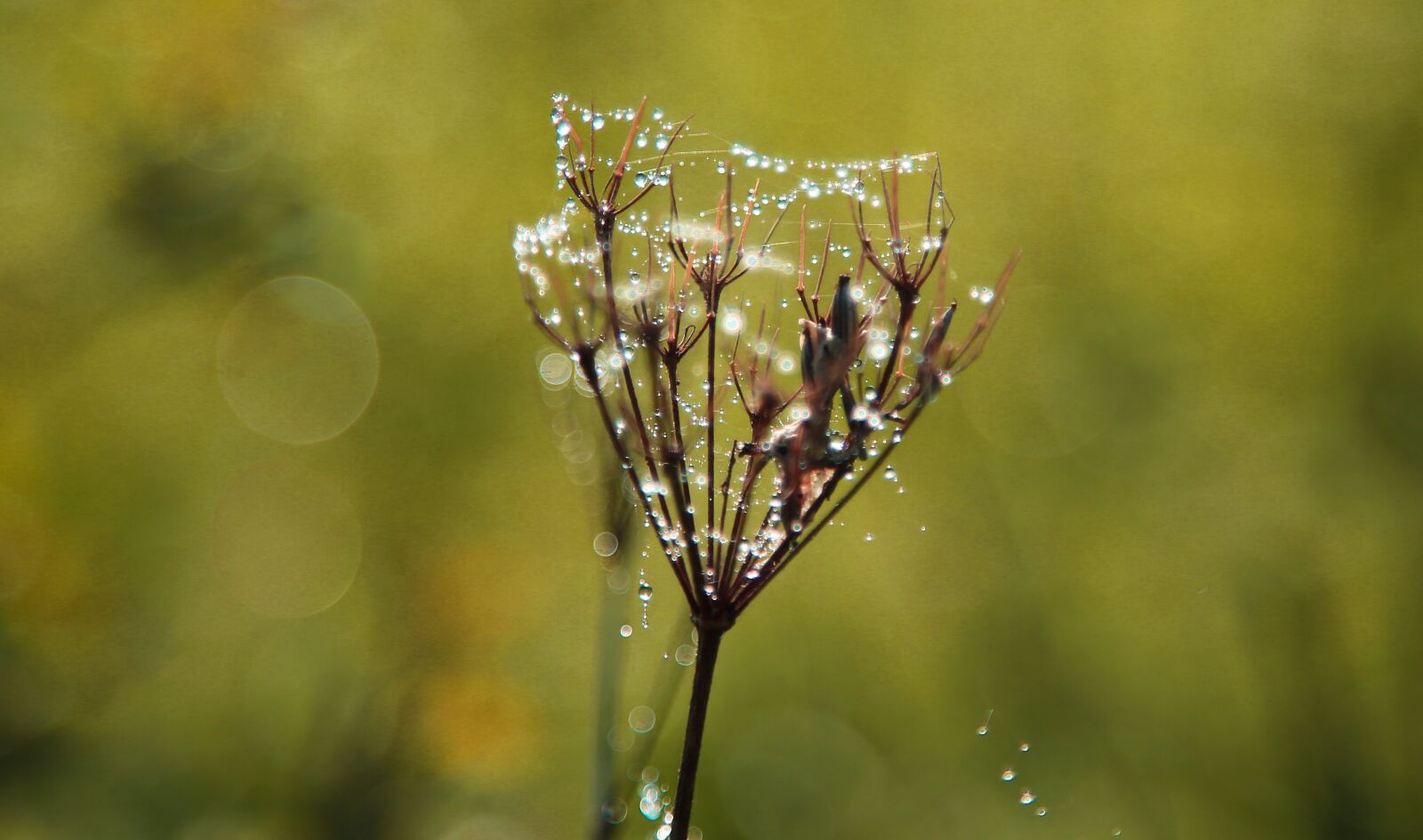 Canon EOS-1D C sample photo. Indian summer, grass, cobweb photography