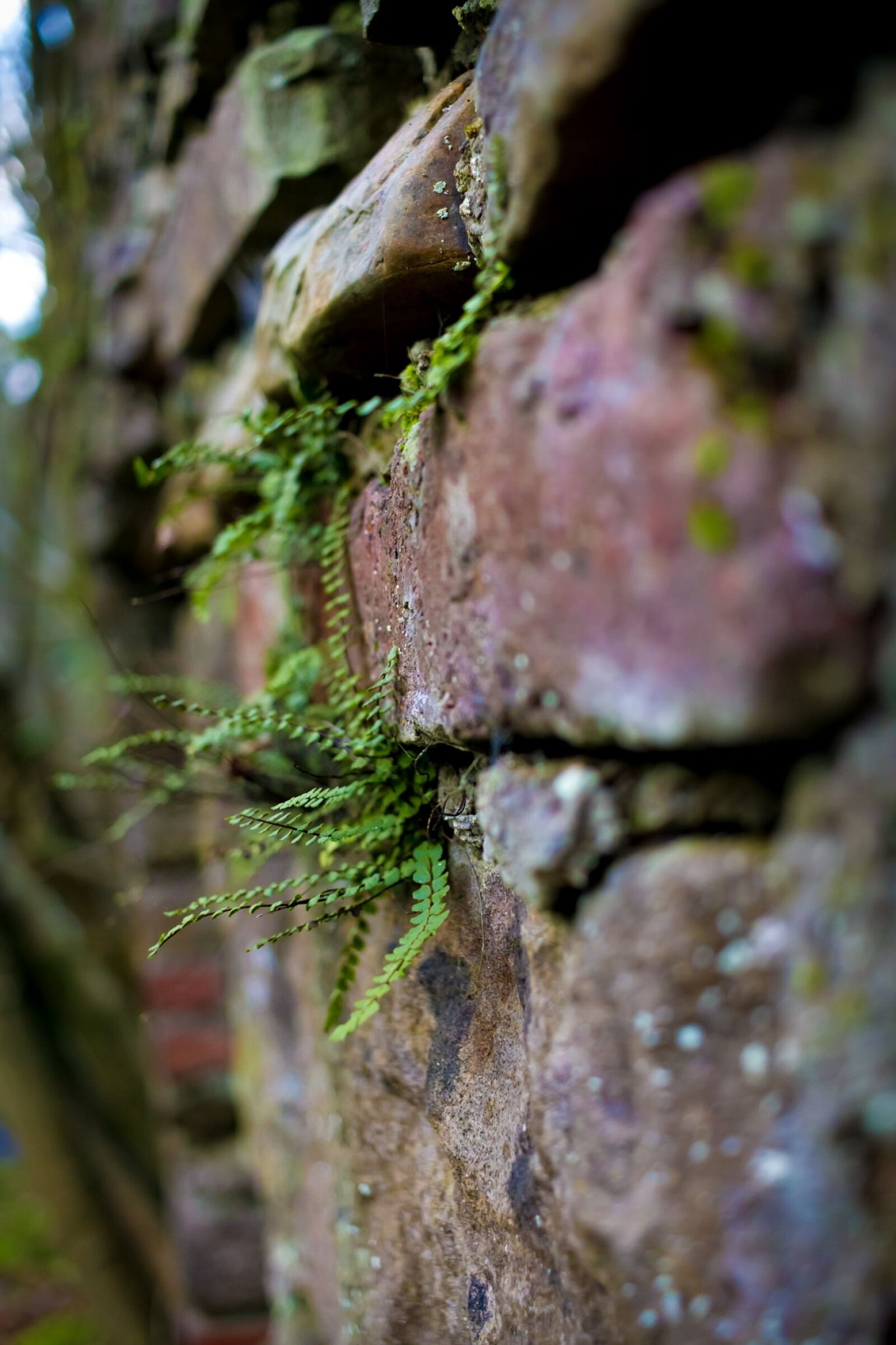 Canon EOS 7D + Canon EF-S 24mm F2.8 STM sample photo. Moss, nature, wood photography