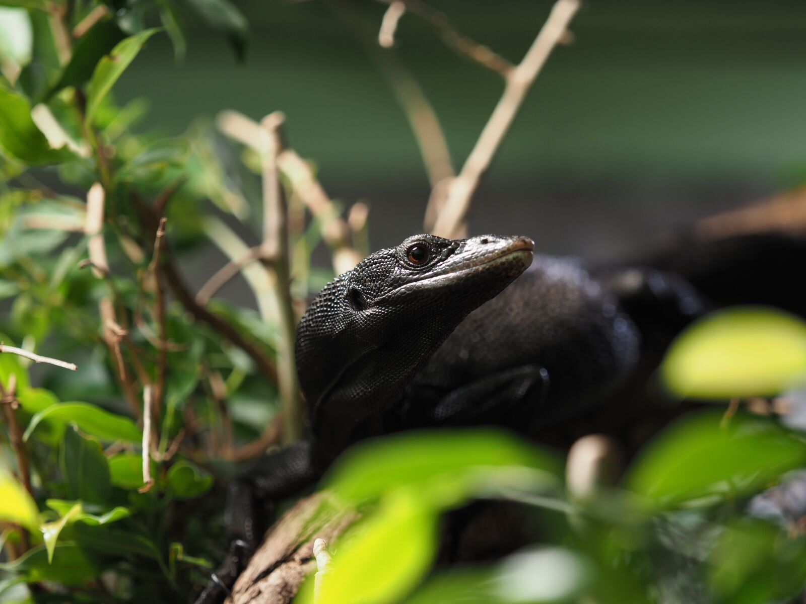 Olympus OM-D E-M1 Mark II + Olympus M.Zuiko Digital ED 40-150mm F2.8 Pro sample photo. Animal, reptile, varan photography