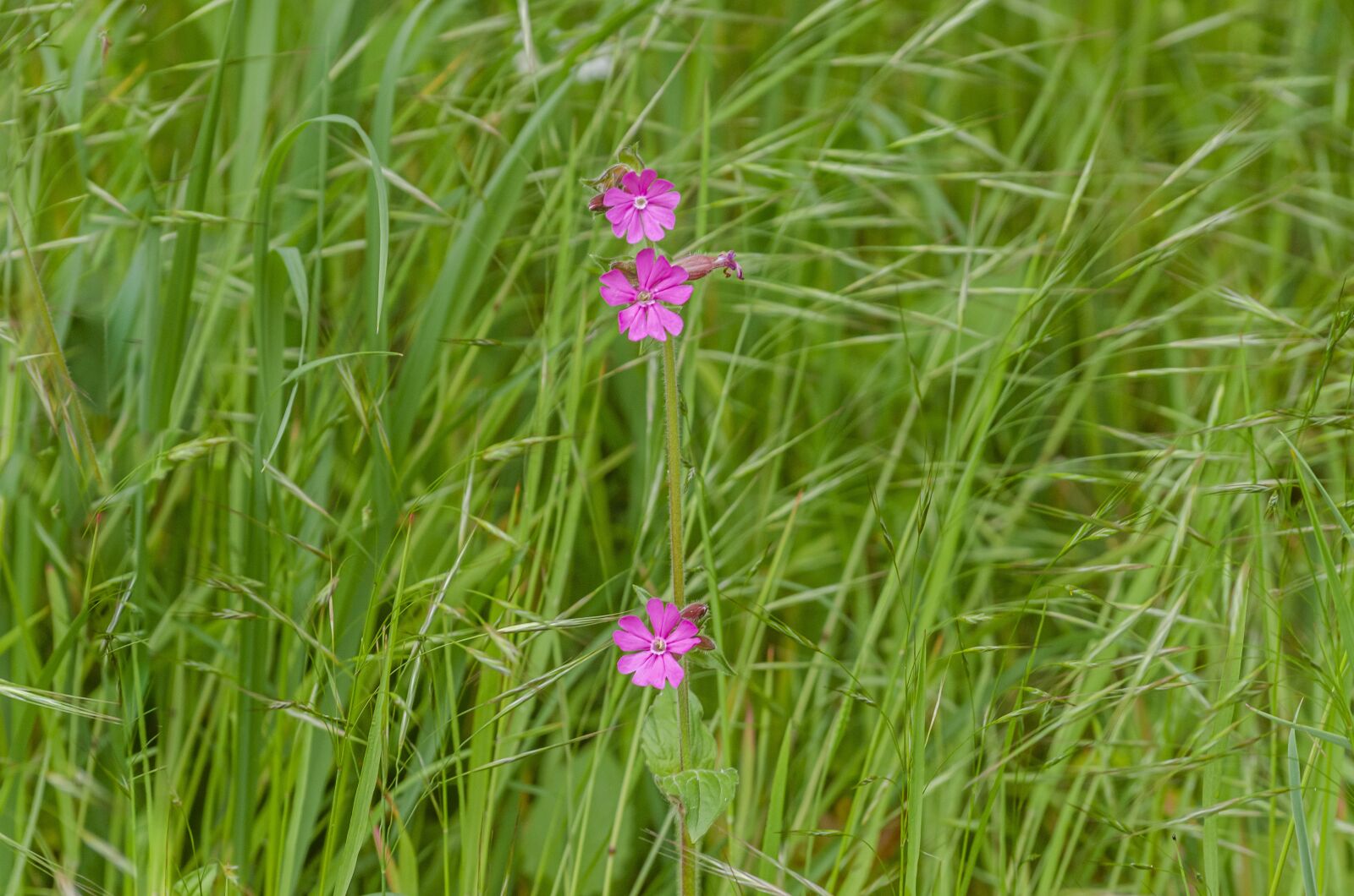 Nikon D7000 sample photo. Flower, violet, spring photography