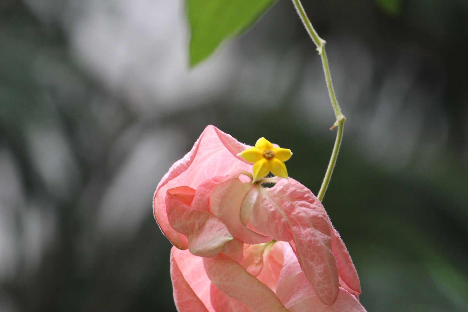 Canon EOS 1200D (EOS Rebel T5 / EOS Kiss X70 / EOS Hi) sample photo. Forest, leaf, flower photography