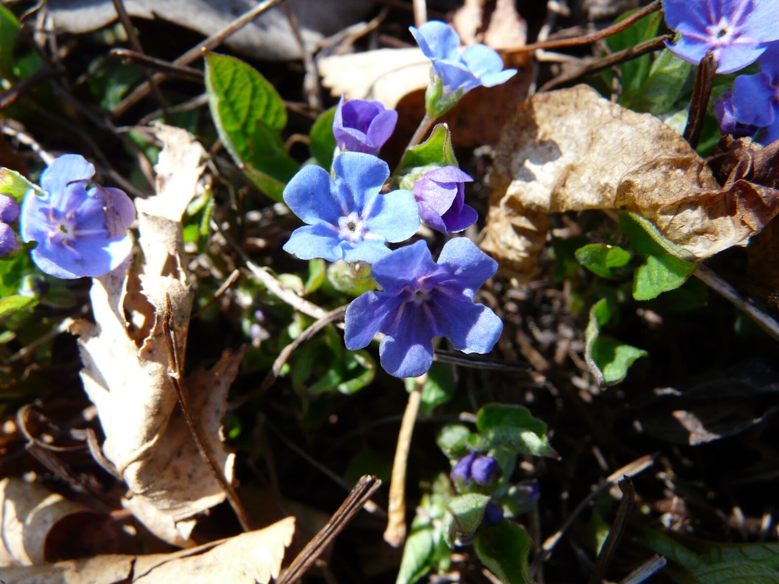Panasonic DMC-FZ18 sample photo. Blue, eyed, mary, blue photography