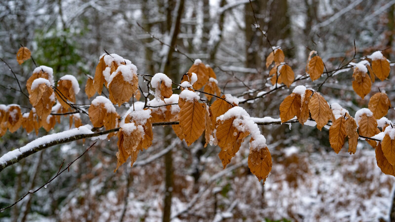 Sony a7 III sample photo. Leaves, winter, copperbrown photography