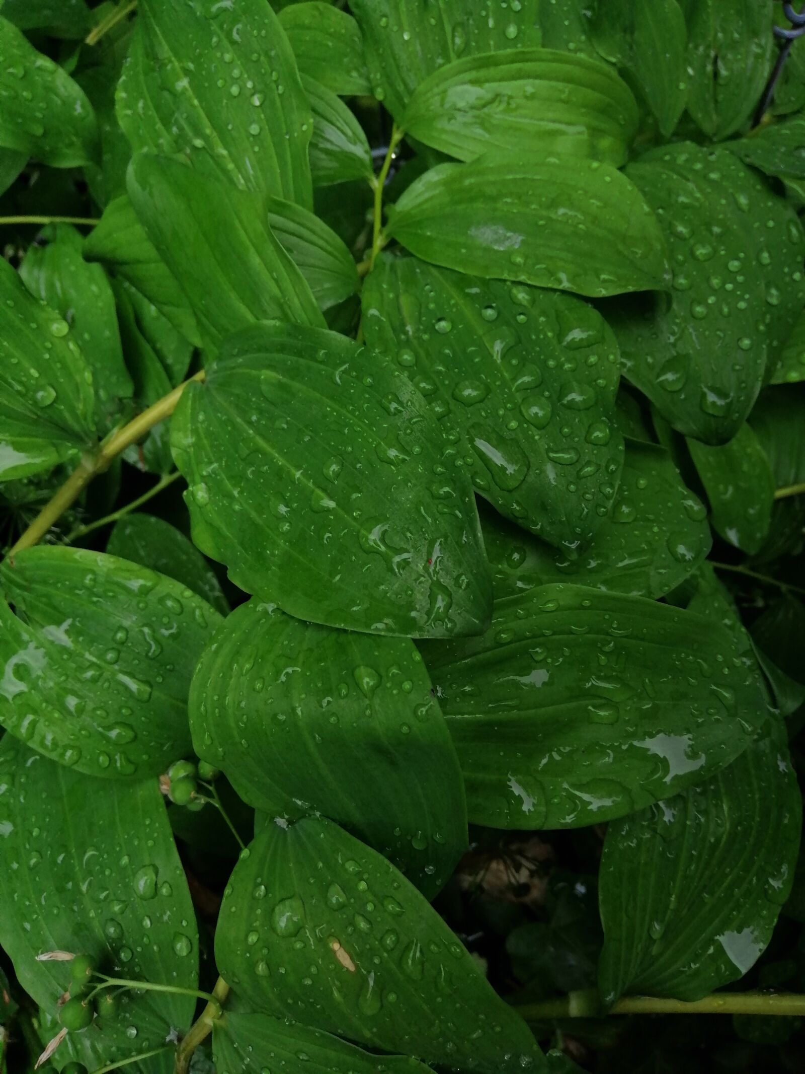 HUAWEI INE-LX1 sample photo. Green leaves, fresh leaves photography