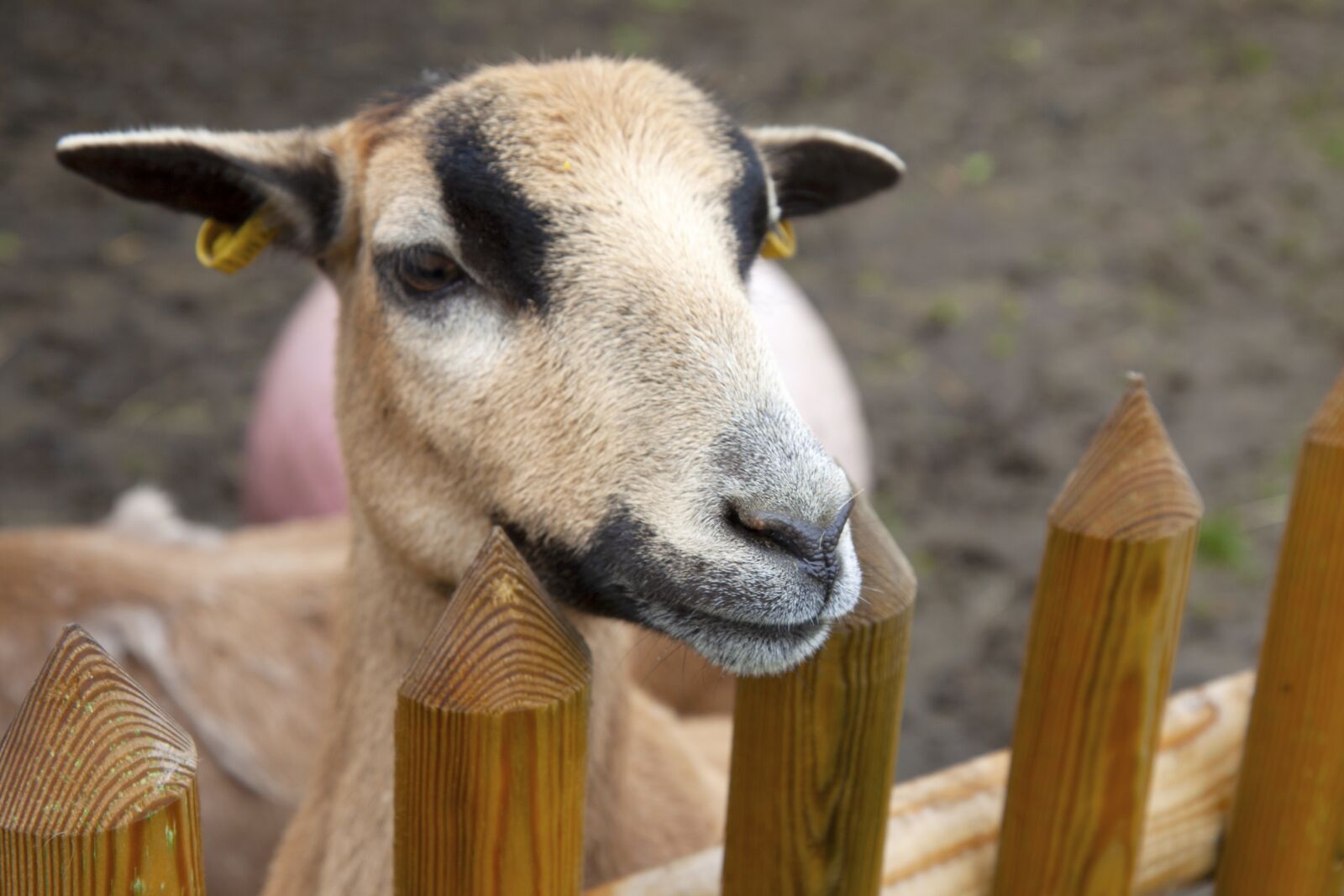 Canon EOS 50D sample photo. Sheep, animal, cameroon sheep photography