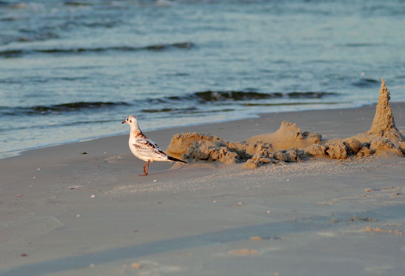 Pentax K-S2 sample photo. Seagull, sand, bird photography