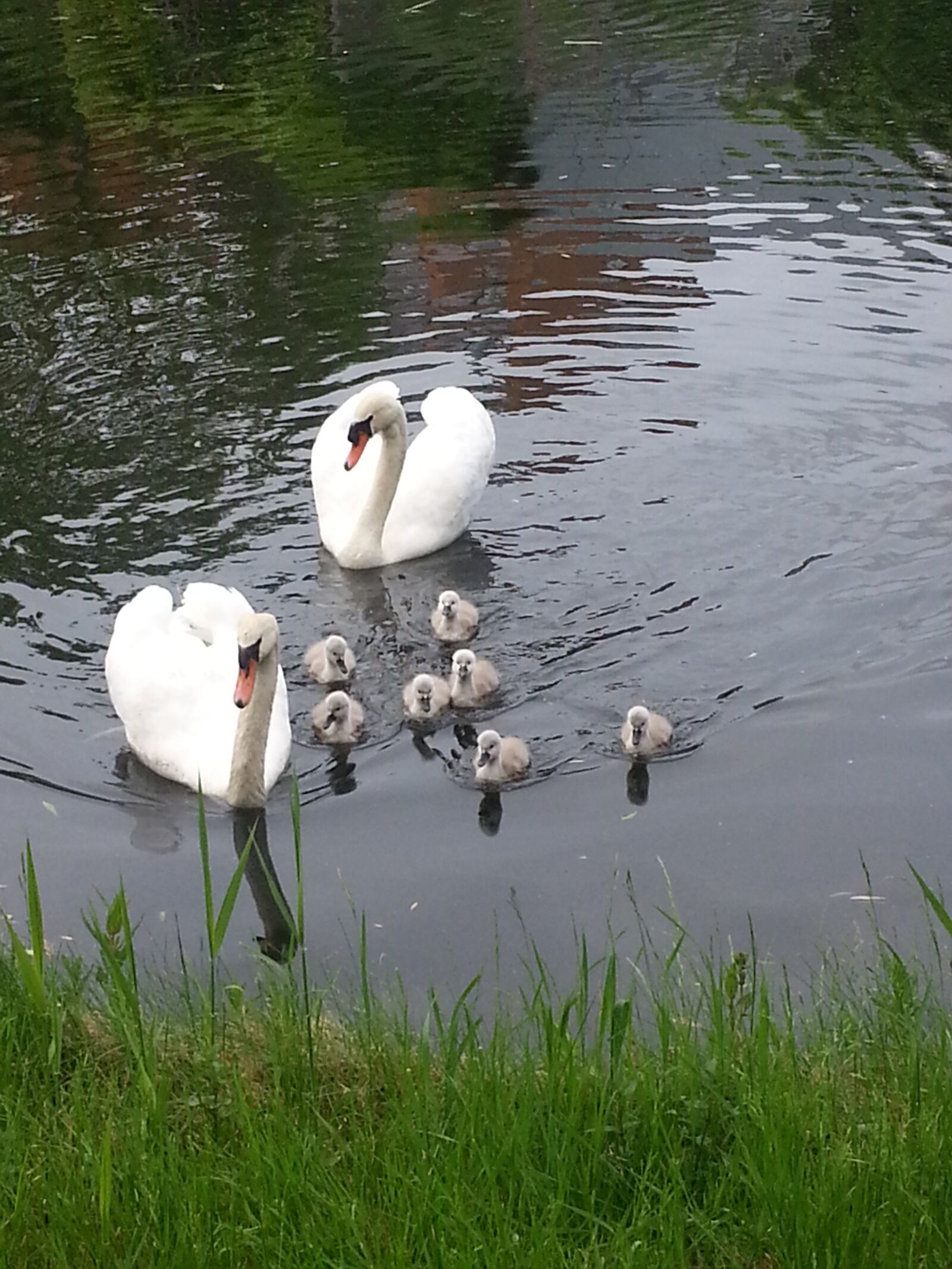 Samsung Galaxy S3 sample photo. Swan, water, family photography
