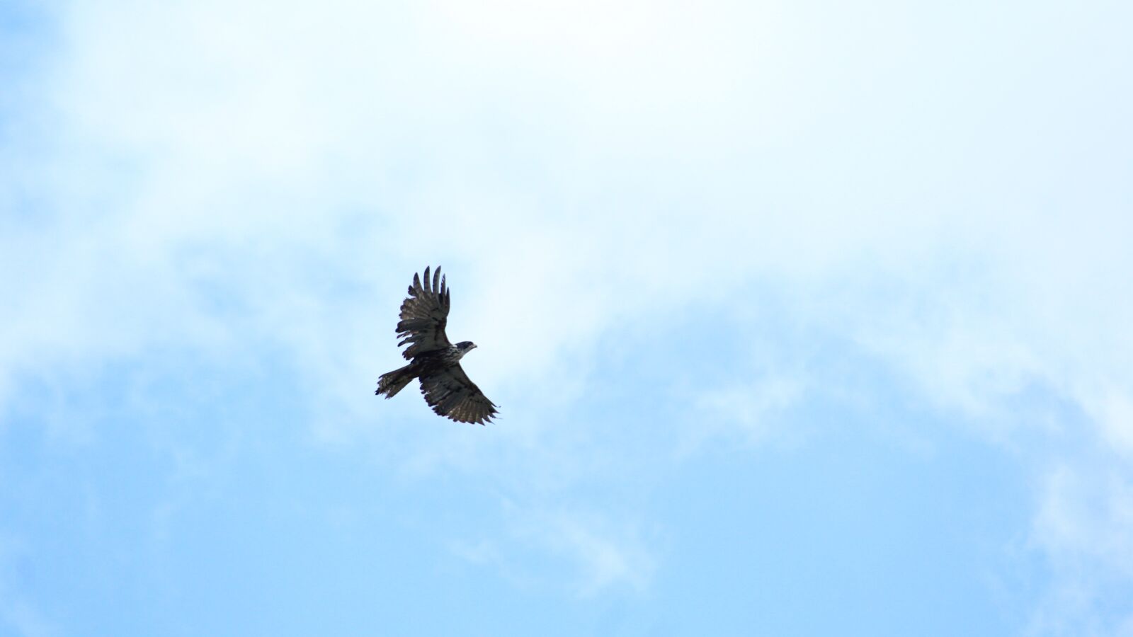 Canon EOS 1300D (EOS Rebel T6 / EOS Kiss X80) sample photo. Eagle, birds of prey photography