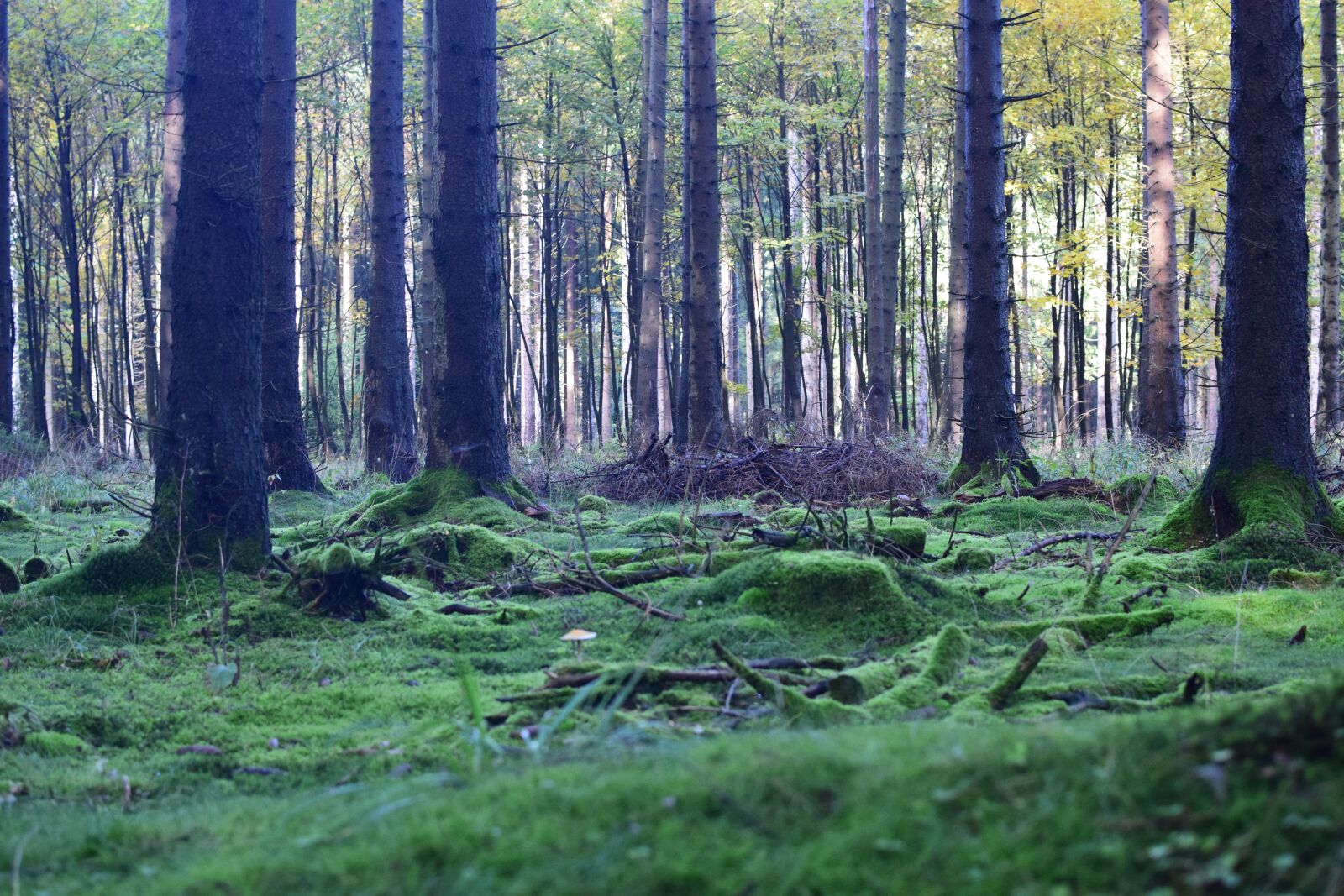Nikon D5300 sample photo. Forest floor, mood, forest photography