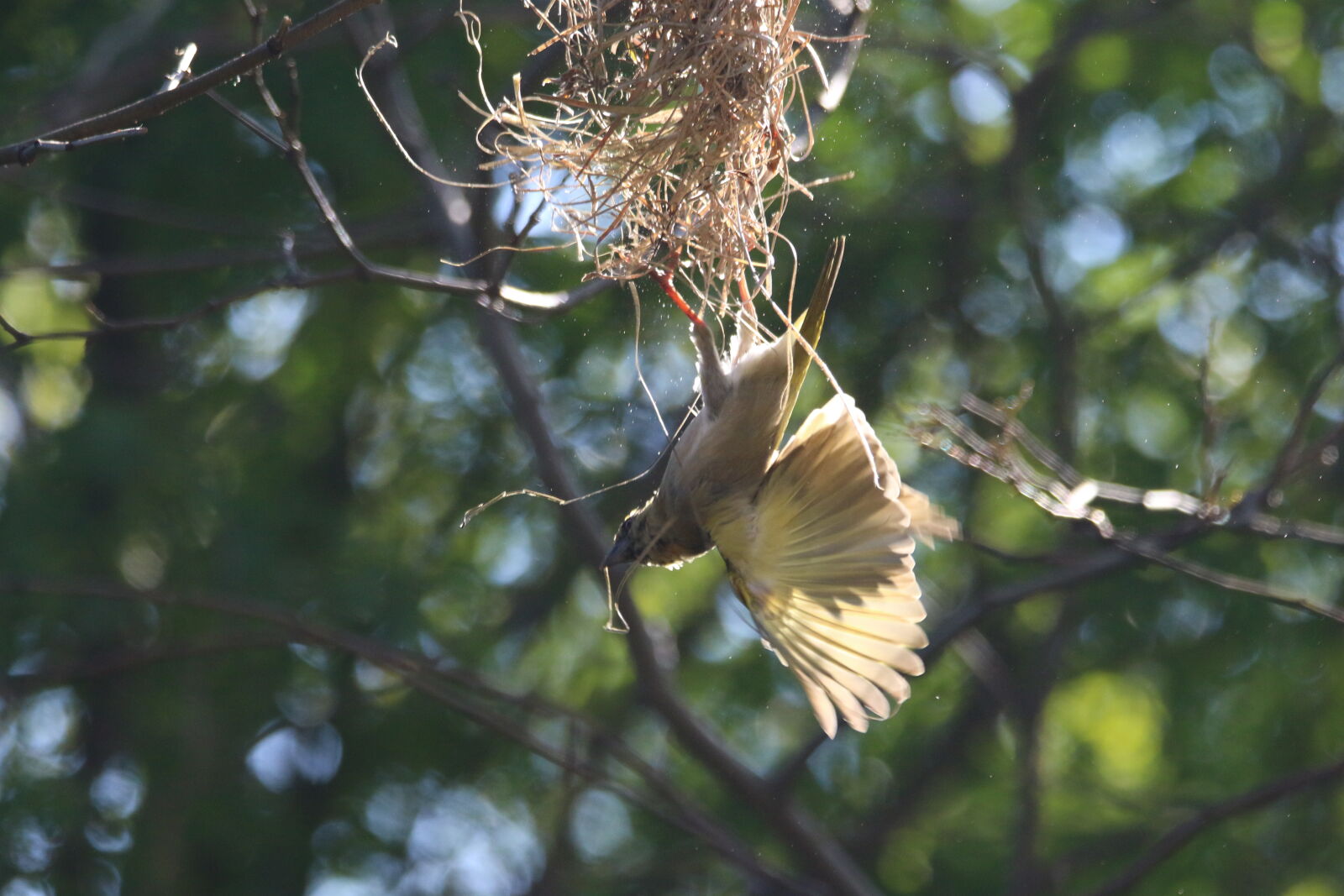 Canon EOS 7D Mark II sample photo. Animal, beak, bird, branch photography