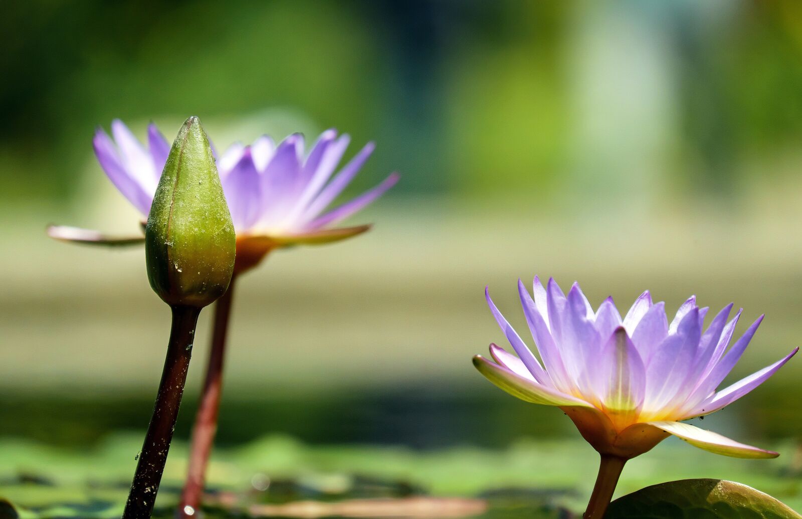 Fujifilm X-T10 + Fujifilm XC 50-230mm F4.5-6.7 OIS sample photo. Water lily, bud, green photography