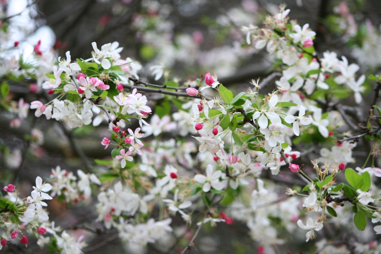 Canon EOS 350D (EOS Digital Rebel XT / EOS Kiss Digital N) sample photo. Nature, spring, bloom photography