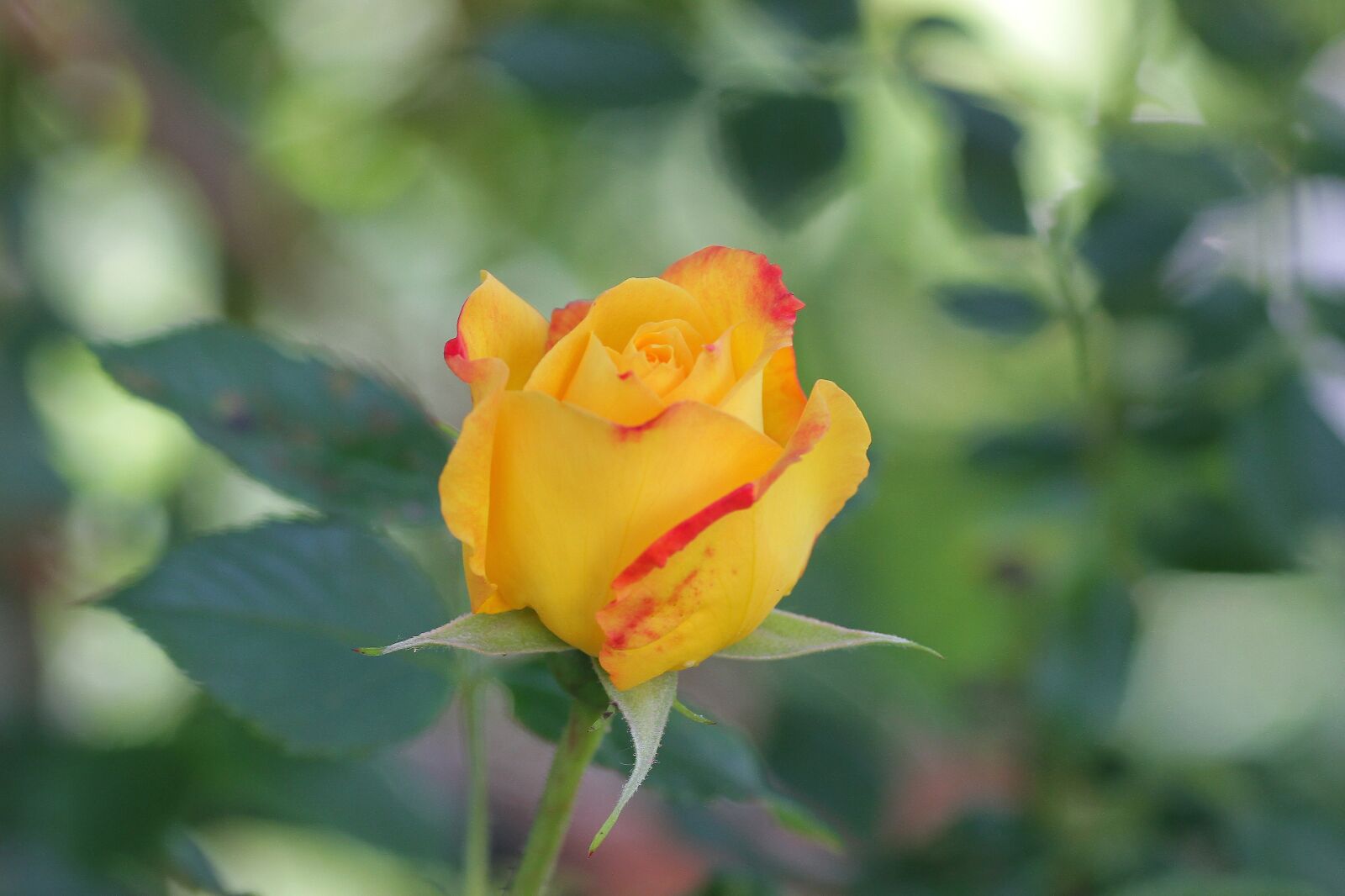 Canon EOS 7D sample photo. Rose, blossom, bloom photography