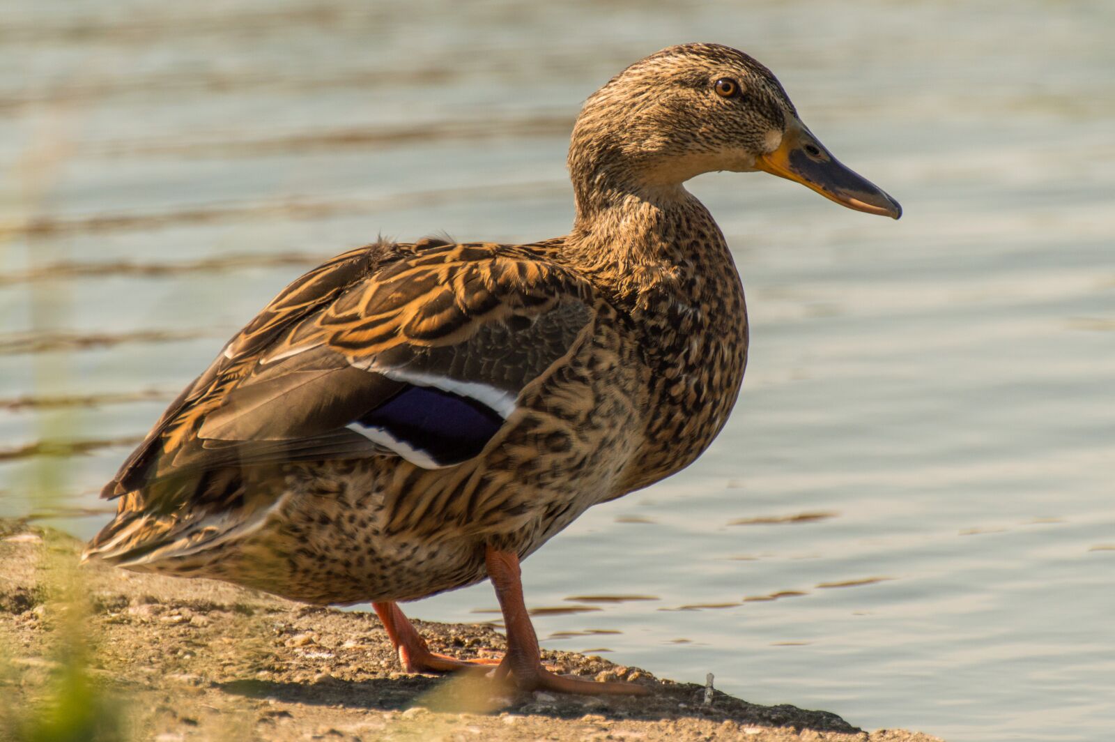 Nikon D3200 sample photo. Duck, nature, animal photography