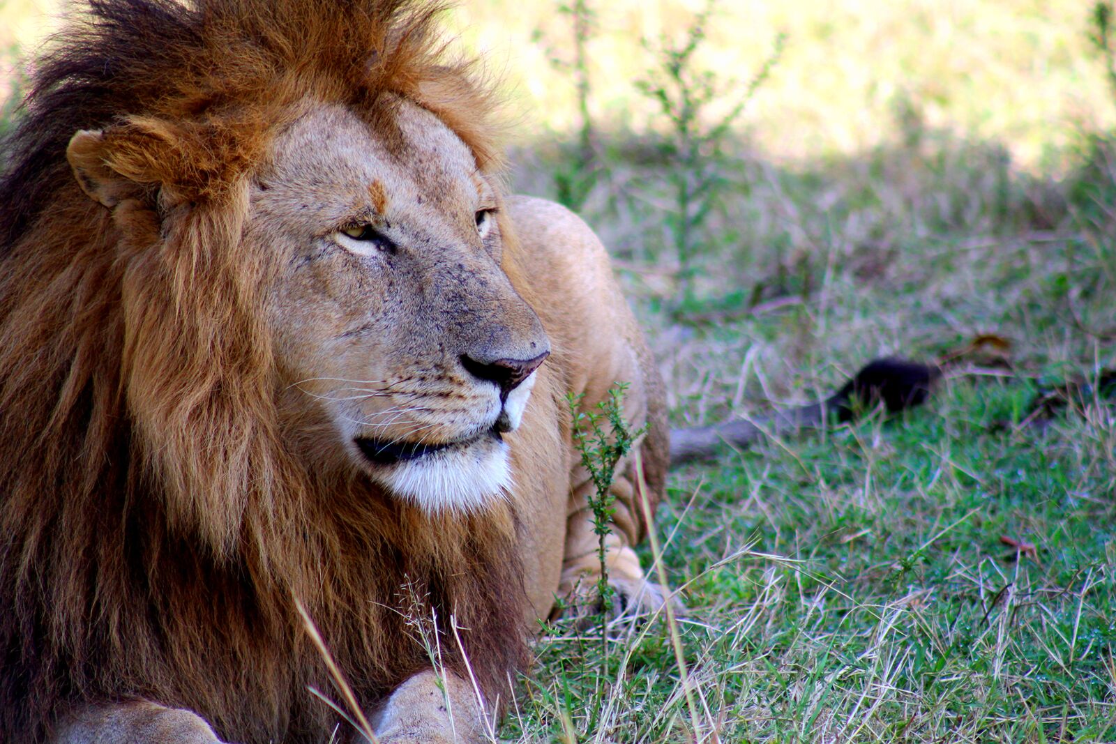 Canon EF75-300mm f/4-5.6 sample photo. Leon, africa, animals photography