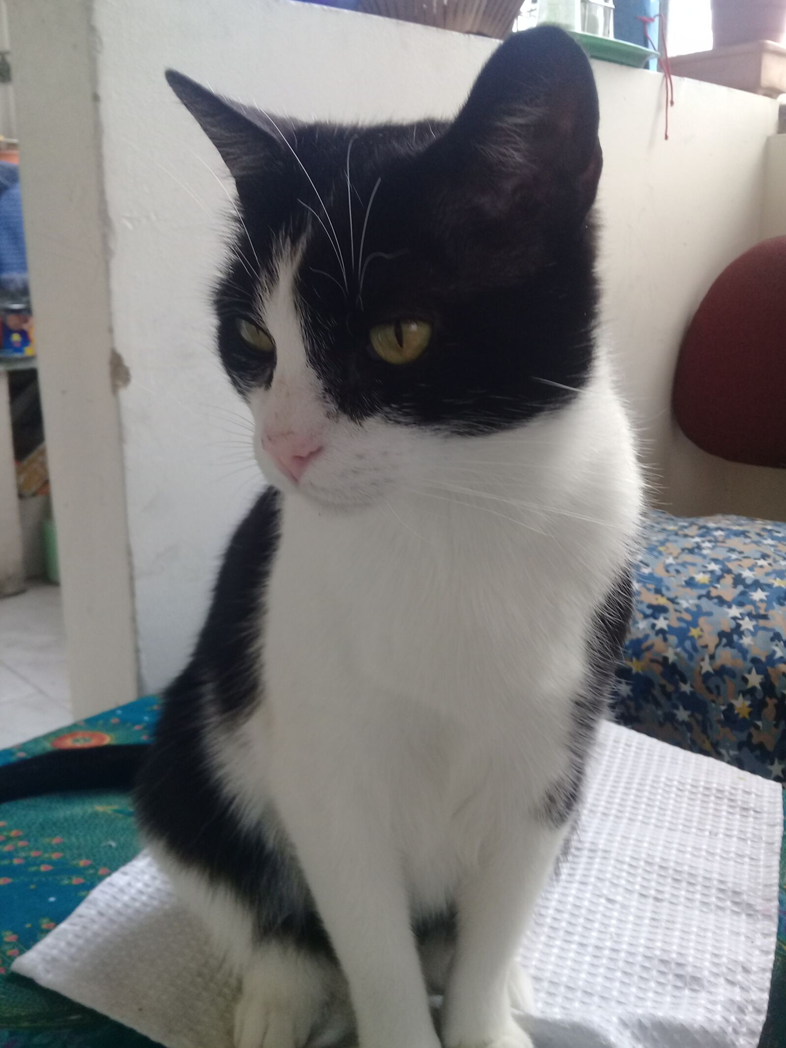 Samsung Galaxy J2 Prime sample photo. Cat, cat eyes tender photography