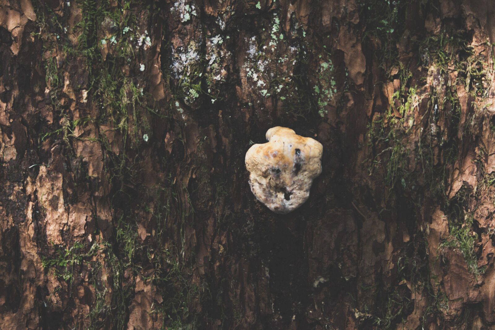 Nikon D5200 sample photo. Tree, fungus, nature, wood photography