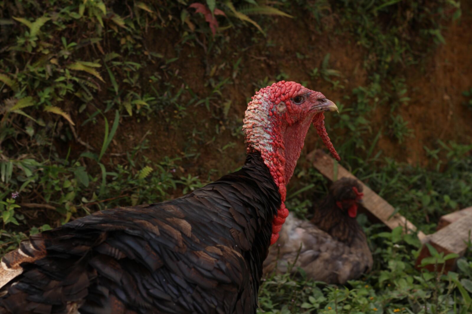 Canon EOS 700D (EOS Rebel T5i / EOS Kiss X7i) sample photo. Turkey, animal, animals photography