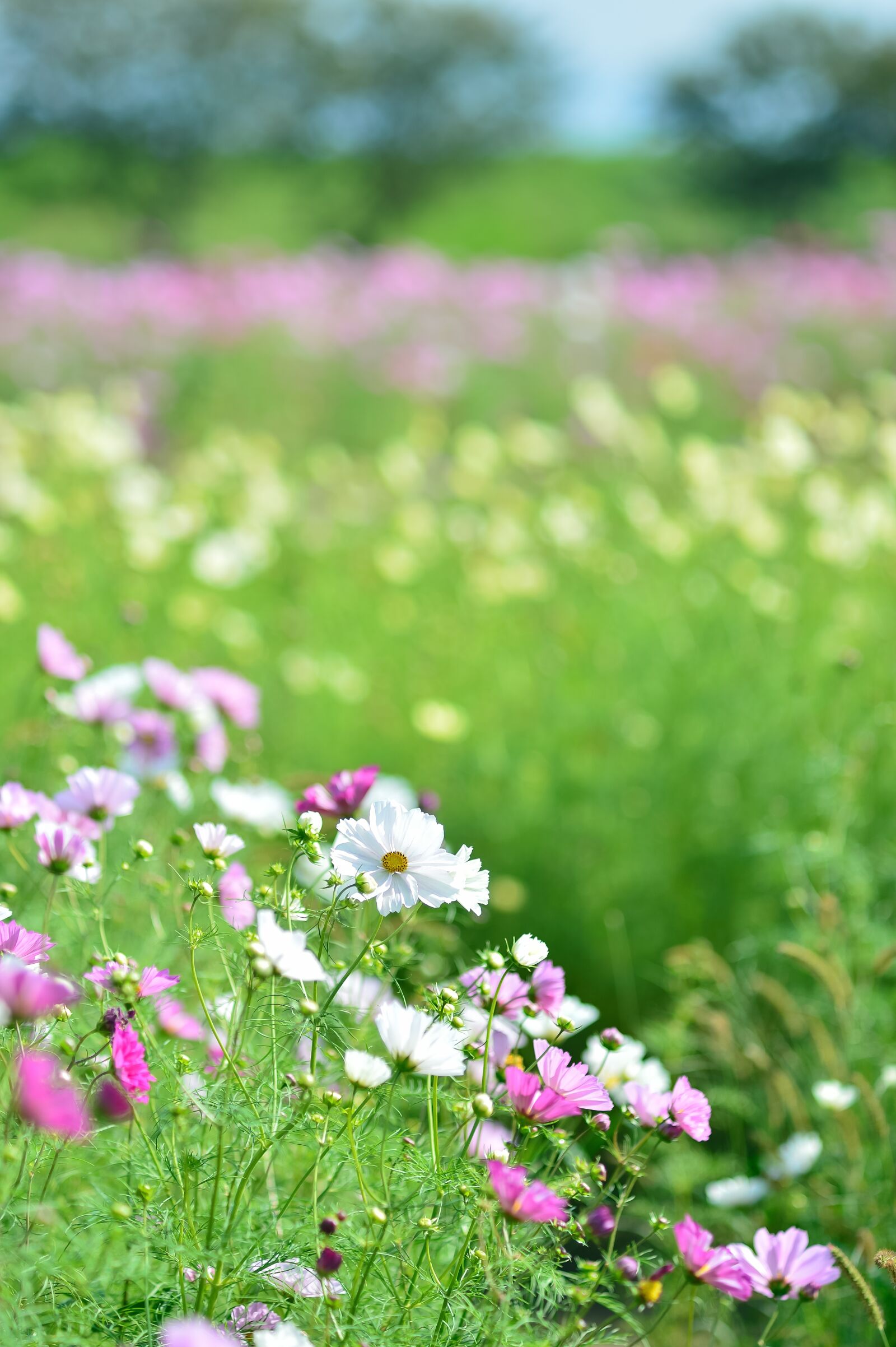 Nikon Df sample photo. Landscape, plant, flowers photography